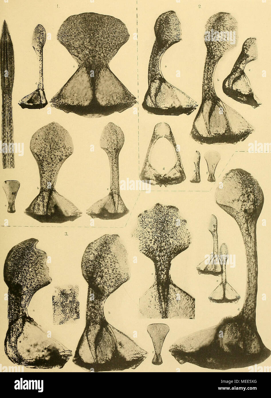 . Die Echinoiden der Deutschen tiefsee-Expedition . Döderlein phot. Phototypie Elsäss. Druckerei, Strassburg i 1. Hygrosoma luculentum. 2. H. aethiopicum. 3. H. hoplacanthum. Taf. XXXI. Verlag von Gustav Fischer in Jena. Stock Photo