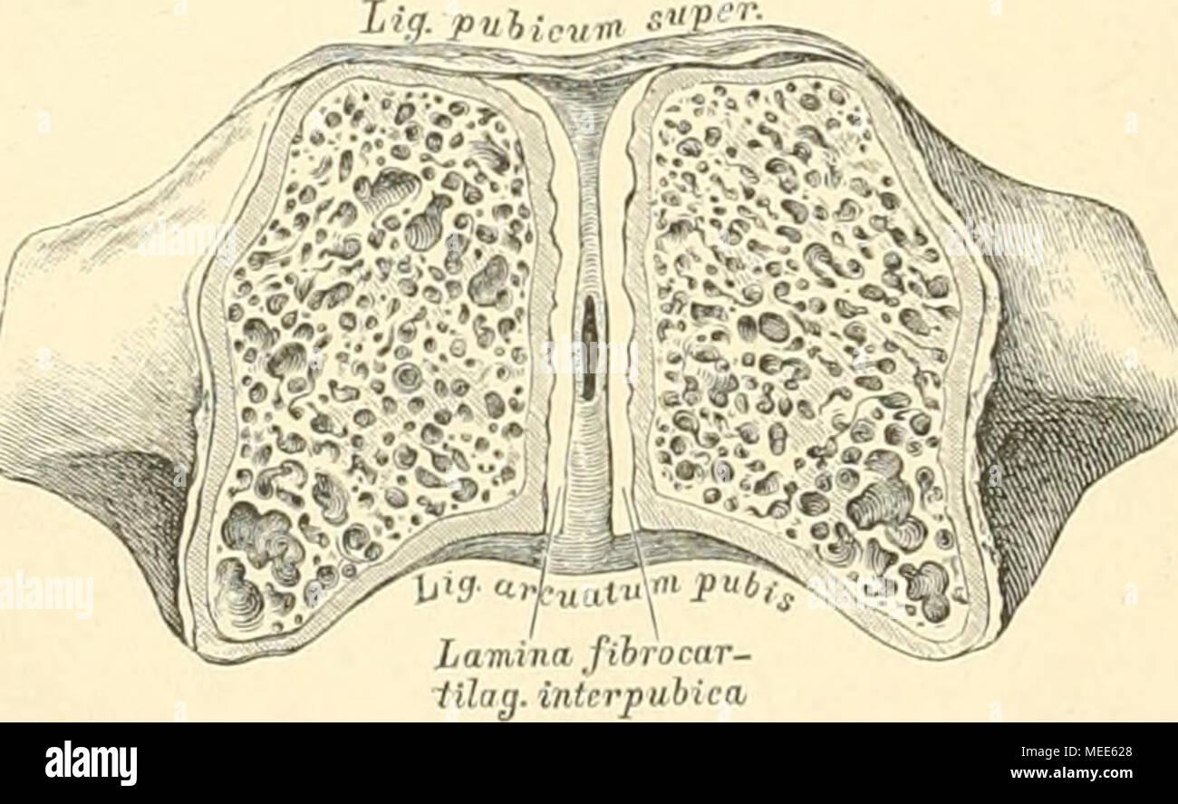 . Die descriptive und topographische Anatomie des Menschen . 198. Die Symphysis OSSlum publS, im Frontal-Durchschnitte. Der Schnitt ist senkrecht durch die Symphyse, nahe der hinteren Fläche derselben geführt und zeigt den zwischen den Knochen liegenden Faserknorpel, Lamina fibrocartilaginea interpubica, der eiuen weicheren Kern und eine kleine Höhle besitzt. Verstärkungsbänder sind das Liy. pubicum superius und das Lig. arcuatum pubis. Stock Photo