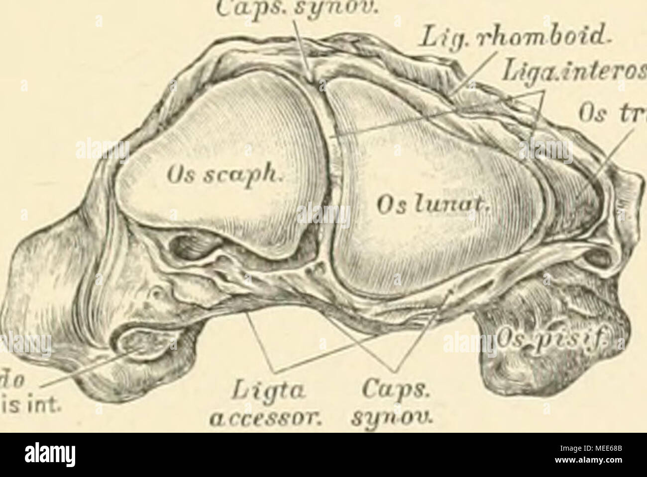 . Die descriptive und topographische Anatomie des Menschen . 182. Die die Articulatio carpi constituirenden Gelenk flächen der oberen Handwurzelreihe, in der Vogelsicht. Die oberen Flächen der drei ersten Knochen der oberen Handwurzel- einen überknorpelten convexen Kopf, zur Gelenkverbindung mit. den unteren Enden der Vorderarmknochen. lhV Verbindung ist zwischen Os an I eine unmittelbare; zwischen Os tri- und Ulna eine mittelbare. Stock Photo