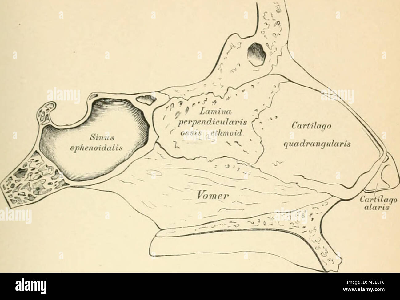 . Die descriptive und topographische Anatomie des Menschen . 59. Die NasenhÃ¶hle, ('a vum uns/. ]&gt;!â â NasenhÃ¶hle wird durch die knÃ¶cherne Nasenscheidewand, Septum narium osseum, in zwei HÃ¤lften getheilt: dieselbe besteht aus der senkrechten Siebbeinplatte and der Pflugschar und geht von der Lamina cribrosa und Spina nasalis superior zur Crista i or. Der ein- springende Winkel zwischen Lamina pi an 11 wird von der Cartilago quadrangularis ausgefÃ¼llt. KnÃ¶cherne VorsprÃ¼nge an den WÃ¤nden der NasenhÃ¶hle bilden die Siebbeinmuscheln und das Muschelbein (Fig. 58). Zwischen den Muscheln lie Stock Photo