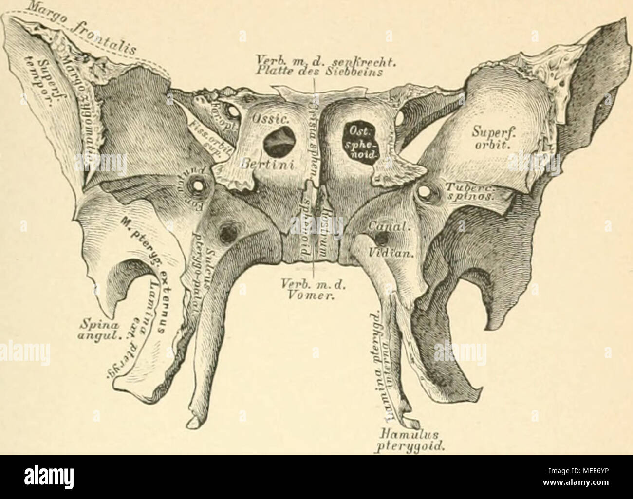 Die descriptive und topographische Anatomie des Menschen . .*». Keilbein,  Os sphenoidale, von vorne. Körper. An der vorderen Fläche zwei  unregelmassige Oeffnungen, Ostia sph noidalia, «reiche in die  Keilbeinhöhlen führen und