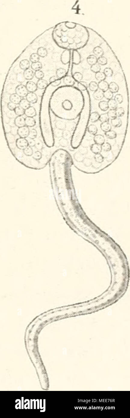 . Die Descendenztheorie; . Fig. 98. Entwicklungsformeu des Leberegels. 1 Fliminerlarve, 2 Sporocyste, 3 Eedie, 4 Cercarie. Die Flimnierlarve nistet sicb in der Leber ein, verliert dabei alle fiir das Wasserleben wicbtigen Organe, die schwarzen Augen- Stock Photo