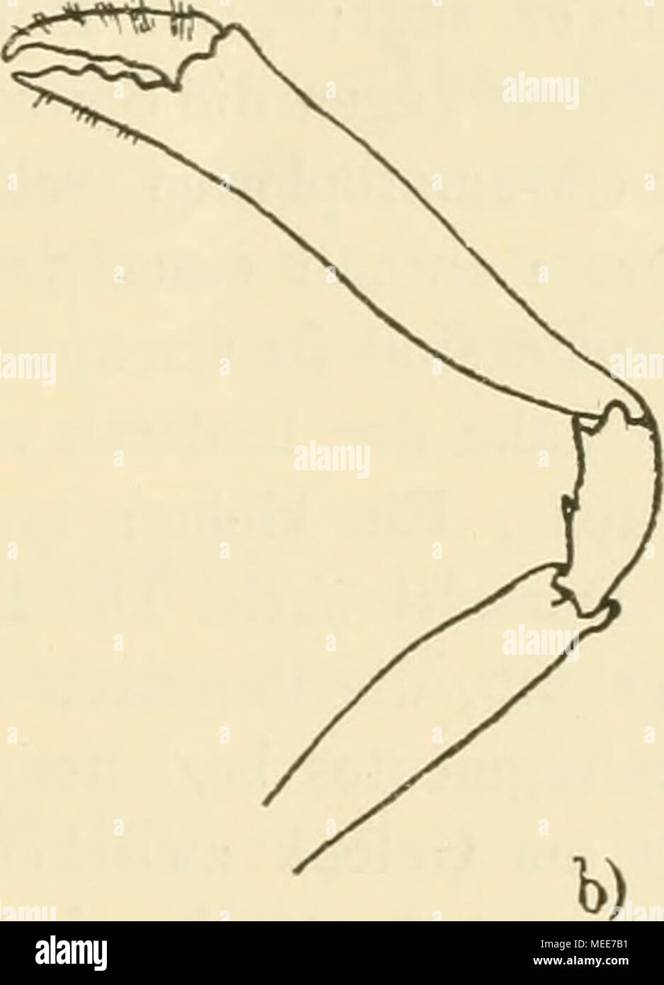 . Die Decapodenfauna der Adria Versuch einer Monographie . Fig. 121