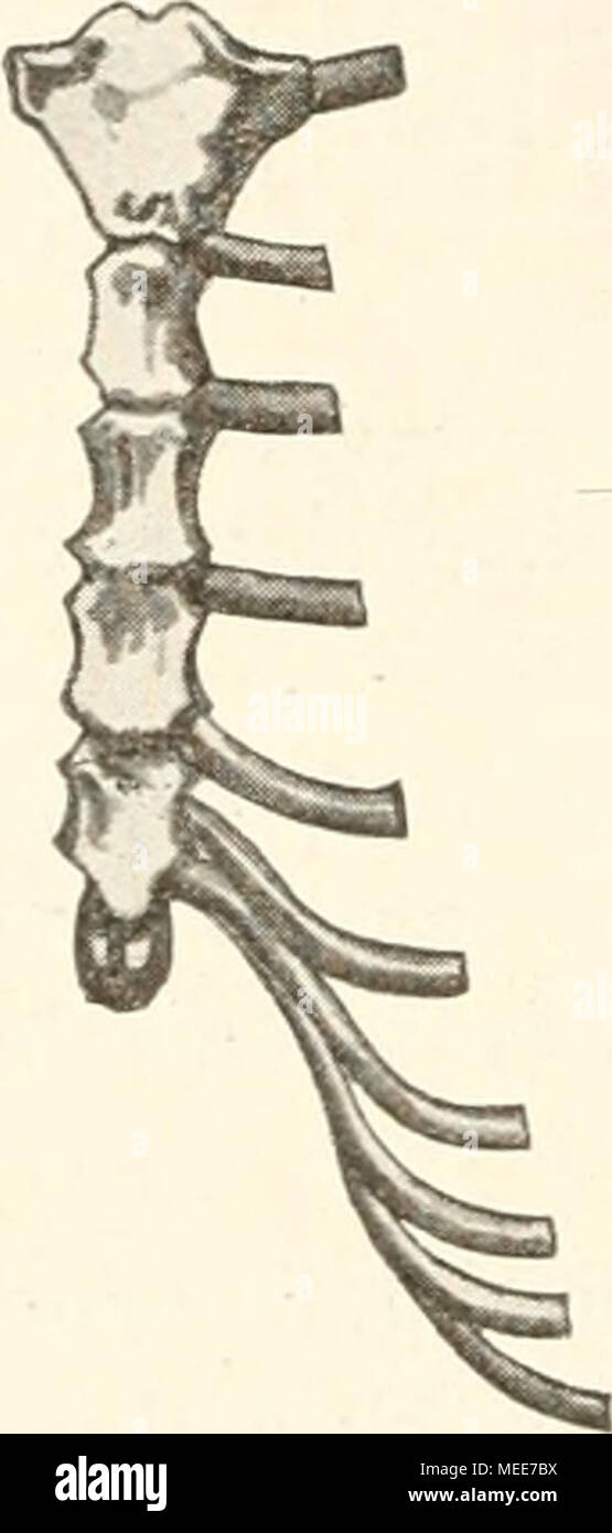 Brustbein High Resolution Stock Photography And Images Alamy
