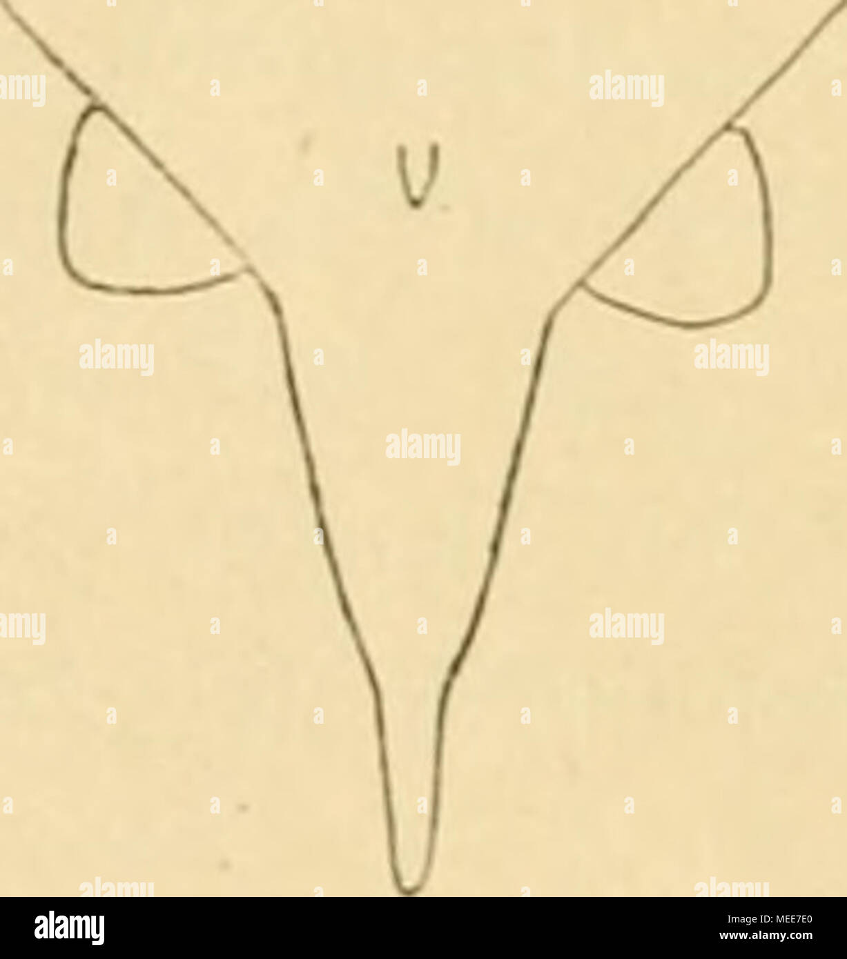 . Die Decapoda Brachyura der SibogaExpedition Stock Photo Alamy