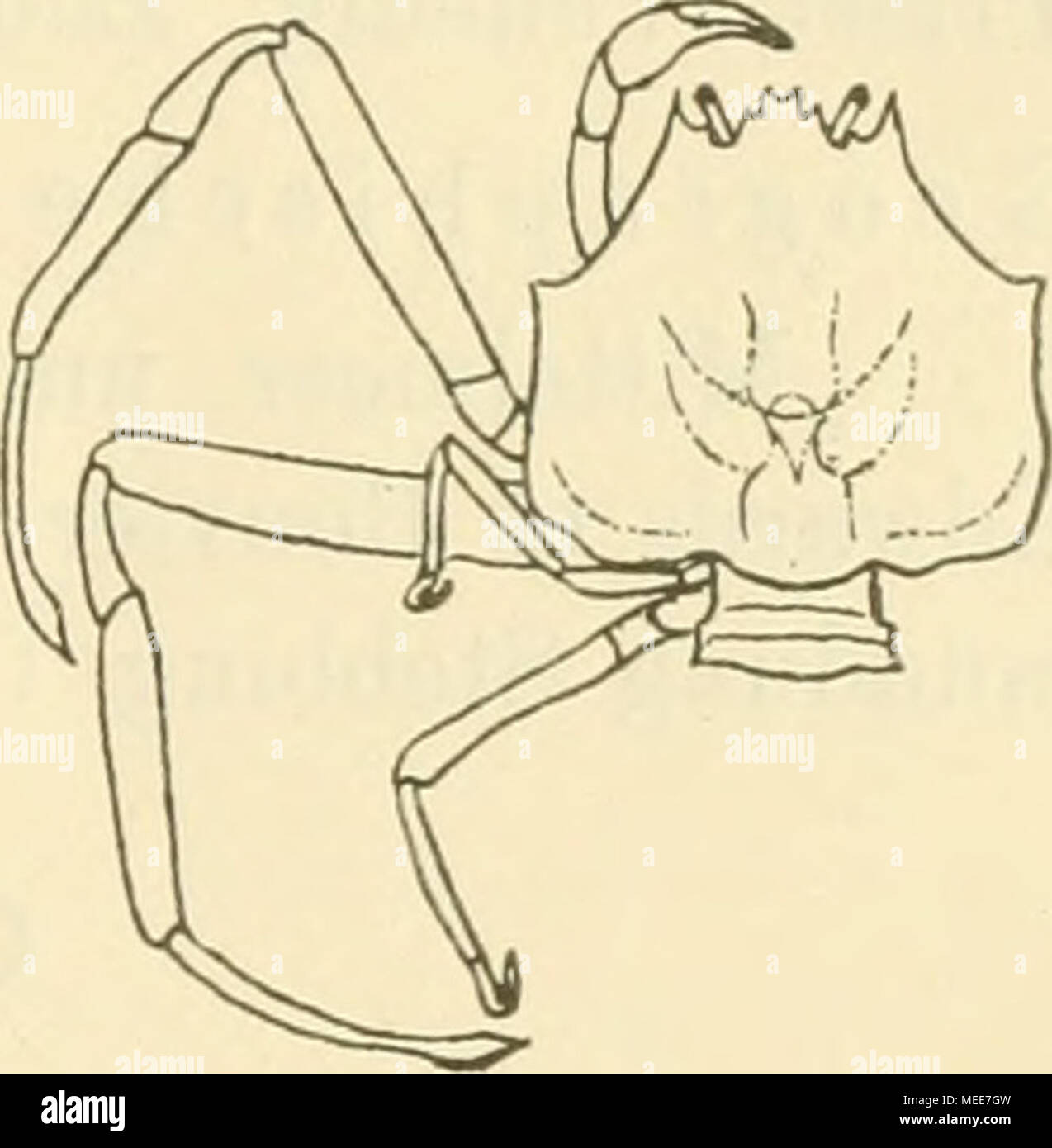 Gastrical hires stock photography and images Alamy