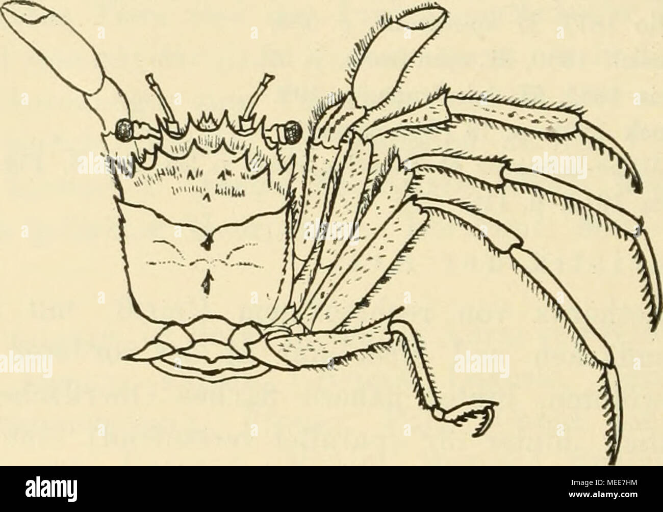 . Die Decapodenfauna der Adria : Versuch einer Monographie . Fig. 86. Hoinola barbata (Herbst). [Nach Leach. Umrißzeichnung, 2/3 der nat. Gr. scharfkantig. 2.—4. Pereiopode länger als die Scherenfüße, ihre Glieder flachgedrückt, am Oberrand des Merus und am Unterrand des Dactylus bestachelt, im übrigen alle Ränder mehr oder weniger stark mit steiferen Borsten besetzt; 5. Pereiopode kurz und dorsalwärts über dem vorletzten Pereiopoden inseriert, Ober- rand seines Merus mit einem einzigen distalen Rand-Eckstachel, der Unterrand dieses Gliedes mit 3 größeren Stacheln, Propodus kipfelförmig, am Un Stock Photo
