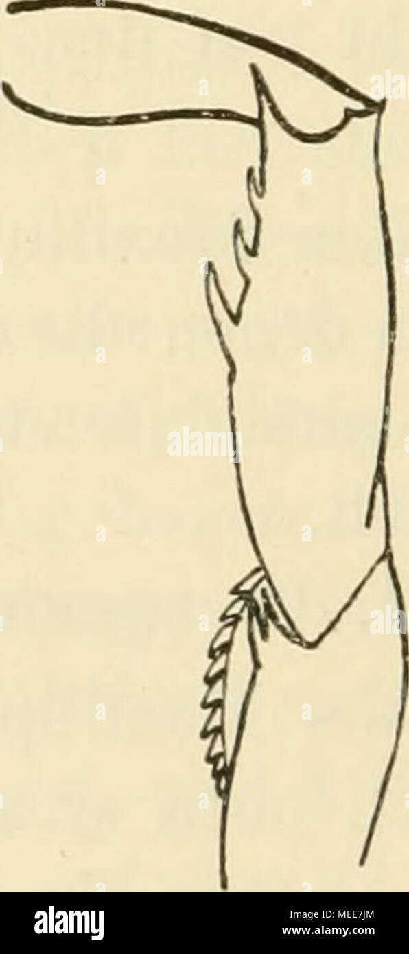. Die Decapodenfauna der Adria : Versuch einer Monographie . Fig. 77. Galathea squamifera Leach. [Originale.] 9, 2/3 der nat. Gr. Rechts: Merus des 3. Maxillipeden (vergrößert). Stock Photo