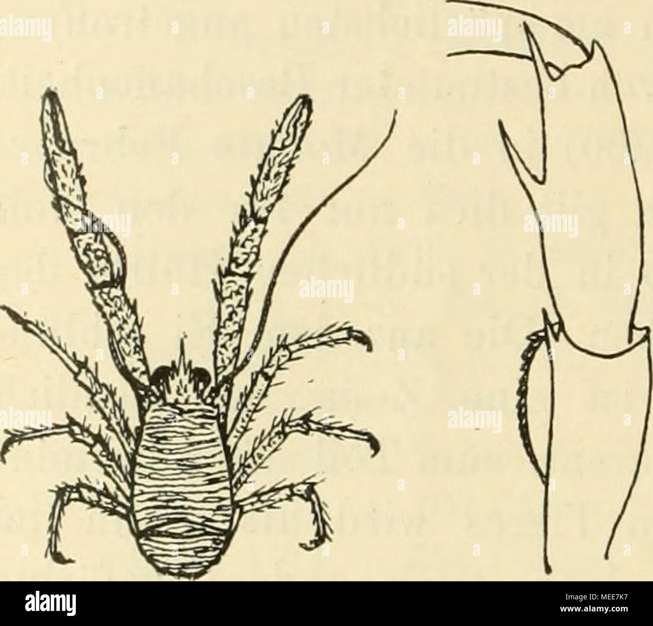 . Die Decapodenfauna der Adria Versuch einer Monographie . Fig. 79