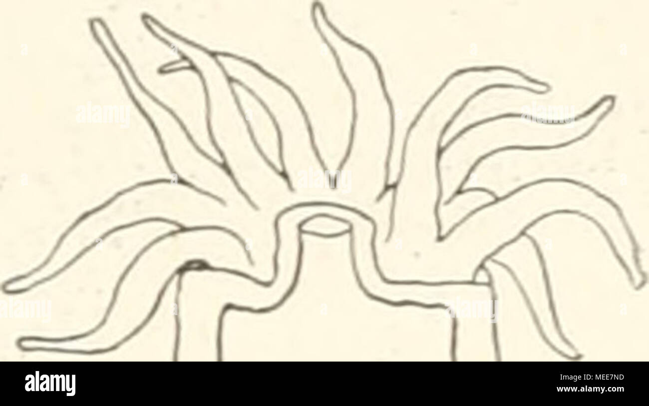 Coelenteraten hires stock photography and images Alamy