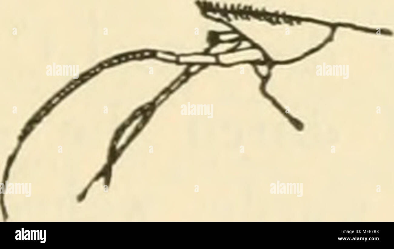 . Die Decapodenfauna der Adria : Versuch einer Monographie . Fig. 62. Upogebia deltaura Leacli. [Original.] Vordere Cephalothoraxpartie. seitlich. Oben: Rostrum, seitlich. unterscheidbar: Der unbewegliche Finger der Schere des 1. Pereio- poden ist nur wenig oder gar nicht kürzer als der Dactylus. Am Vorderrande des Cephalothorax fehlt der jederseits ober der zweiten Antenne (hinter dem Auge) sitzende, feine Dorn, wie ihn IL litoralis aufweist. Außerdem sind Palma und Dactylus des 1. Pereiopoden bei dieser Art verhältnismäßig kürzer und weniger schlank, wie auch die zwei Längskiele am Oberrande Stock Photo