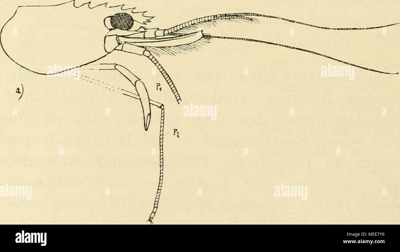 . Die Decapodenfauna der Adria : Versuch einer Monographie . Fig. 35. Lysmata seticaudata (Risso). [Originale.] a) Cephalothorax von der Seite (vergrößert), b) Telson von oben (vergrößert). wärts geneigt, oberseits mit 3 Sägezähnen und weiteren 3 (seltener 4) [in Fortsetzung hinter dem Auge] auf der etwas gekielten Mittel- linie des Cephalothorax, unterseits mit 2 Sägezähnen im distalen Teil des Unterrandes. Augen kurzstielig, mit großer, kugeliger Cornea. Stachel unterhalb des Auges (Antennalstachel der Autoren) groß; Vorderseitenecke des Cephalothorax fein zugespitz (= winziger Pterygostonii Stock Photo