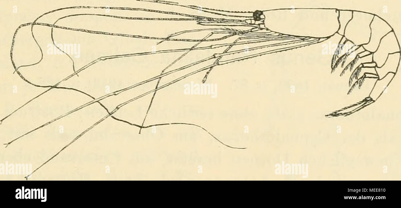 . Die Decapodenfauna der Adria : Versuch einer Monographie . Fig. 23. Parapandalus pristis (Risso). [Original.] Exemplar aus dem Roten Meere, 2/3 der nat. Größe. Merus mit Stacheln besetzt, das distale Ende des Propodus mit einem Haarpinsel, Dactylus eine sehr kurze Endklaue darstellend. 6. Abdominalsegment etwa doppelt so lang wie das vorletzte, Telson oben schwach abgeplattet, jederseits mit 3 kleinen Stacheln, so lang wie das letzte Abdominalsegment, aber viel kürzer als beide Uropodenäste; Pleopoden mit kräftigen Stielen, Exopoditen und Endopoditen; Endopodit des 1. Pleopoden beim 9 eine k Stock Photo