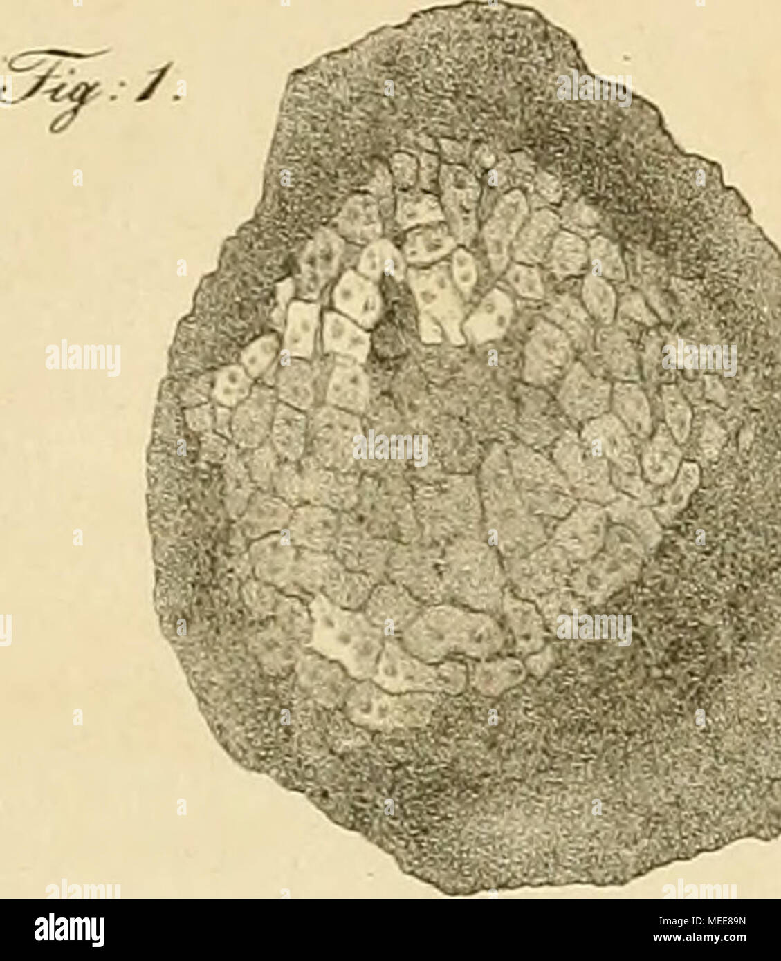 . Die Dendrolithen in Beziehung auf ihren inneren Bau : mit zwanizig ...