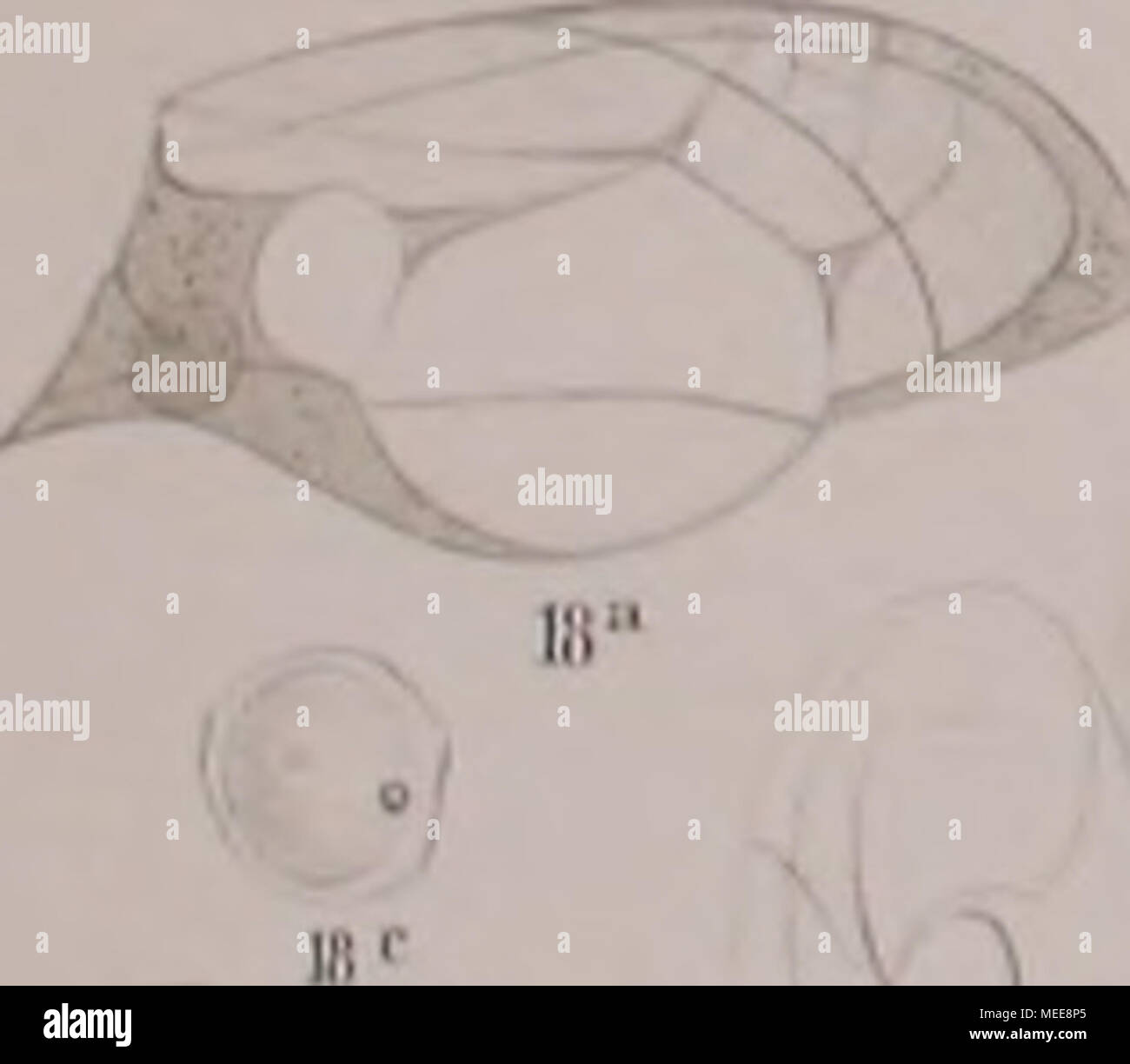 Iill High Resolution Stock Photography And Images Alamy