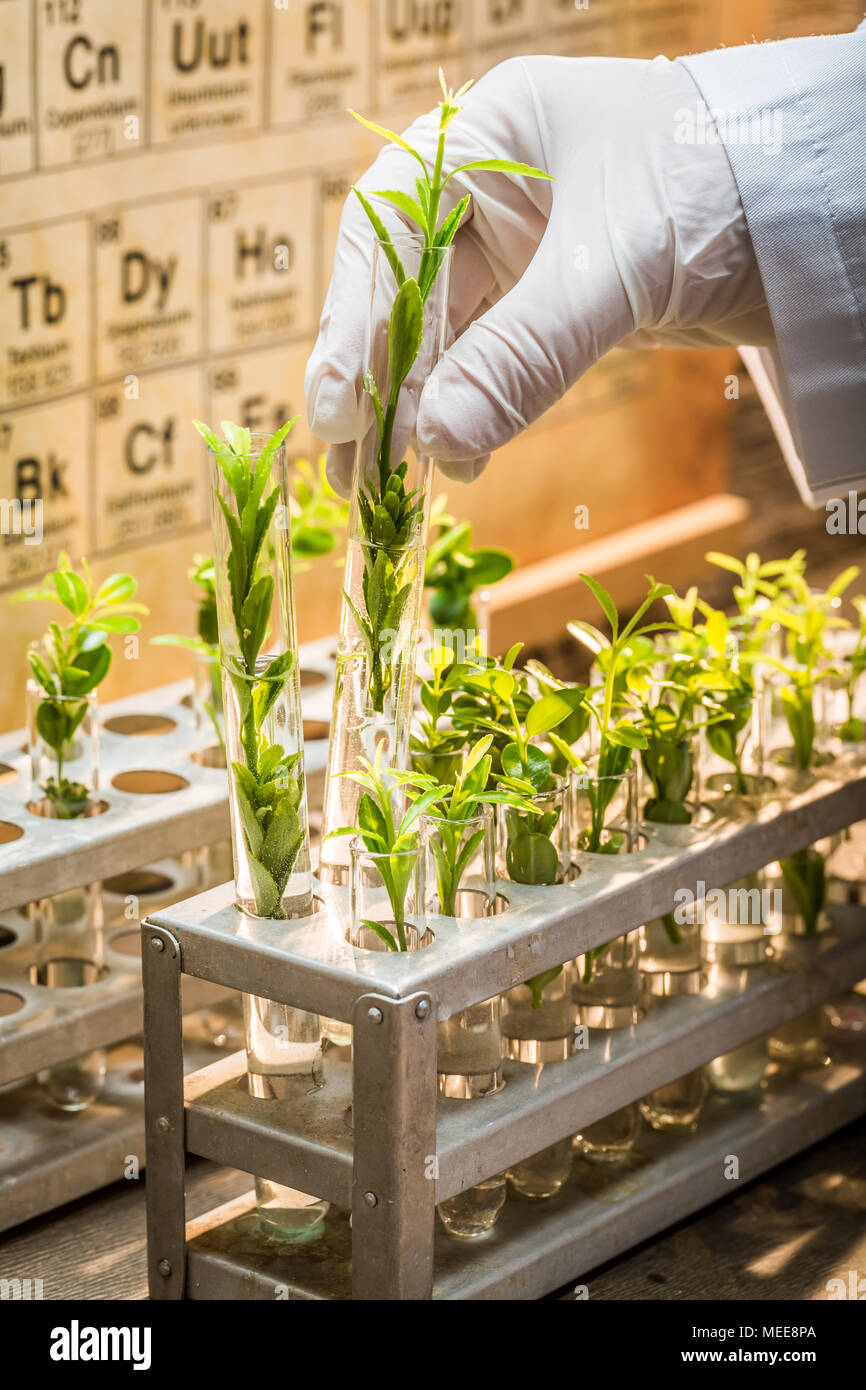 Lab exploring new methods of green plant healing Stock Photo