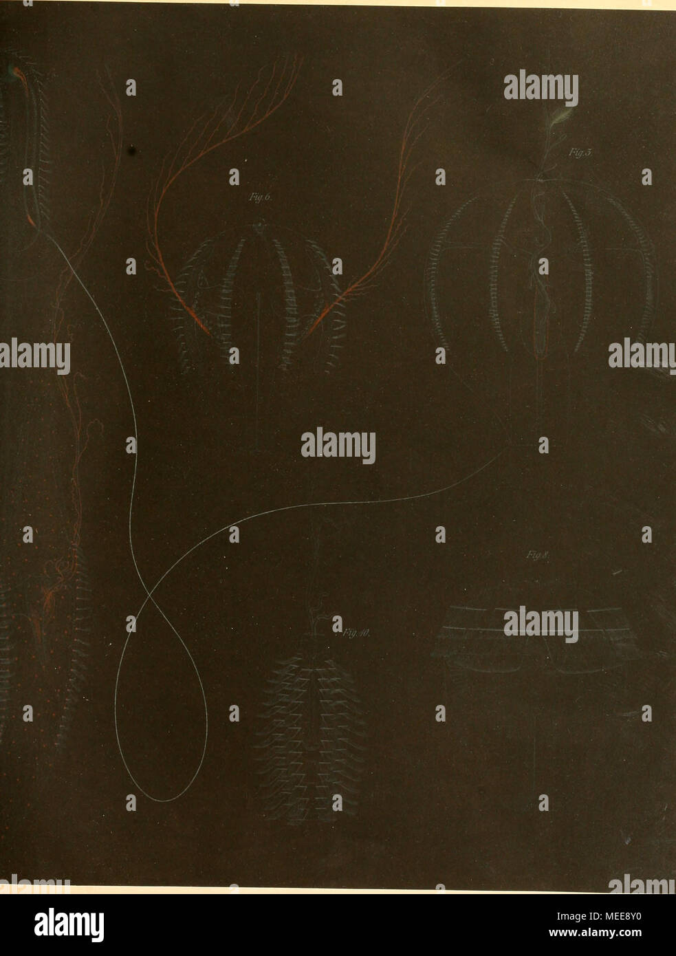. Die ctenophoren des golfes von Neapel, und der angrenzenden meeres-abschnitte . urobra^/ua rhodopis CA Fi^. 7u.S ChunsWphan^ fu^.ens CA^ Fi^. 9u iO Tho,-paradoxa liLh Ansr c. h'ernir &amp; Wütier fra.'zk;;-. CA. Stock Photo
