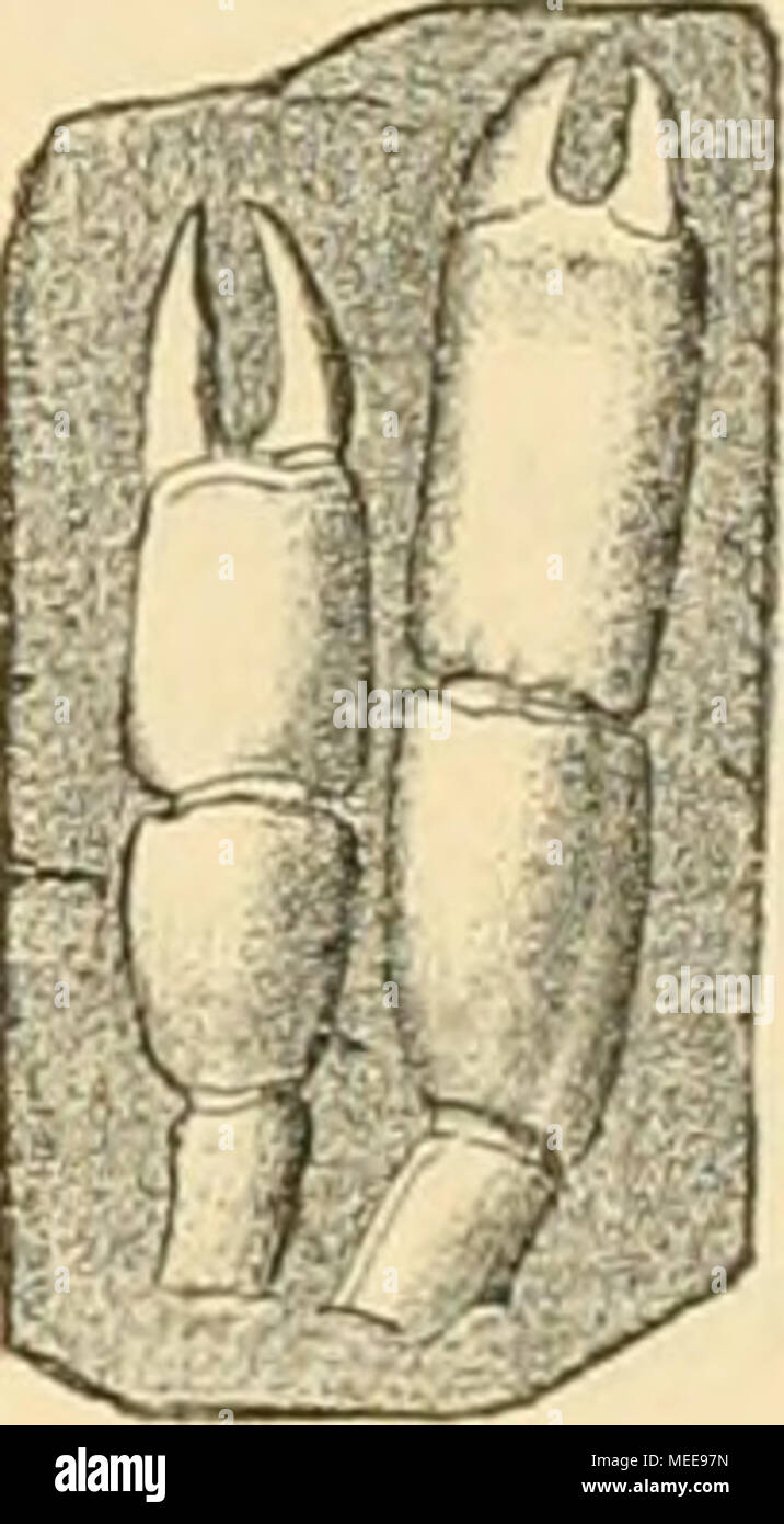 . Die crustaceen der b©hmischen kreideformation . Figur 60. Callianassa Turtiae, Fr. a Erstes Fusspaar. b Drei Seg- mente des Abdomen. Aus den cenomaneu Korytzaner Schichten von Holubic. Nat. Grösse. Nro. d. Orig. IIS. Stock Photo