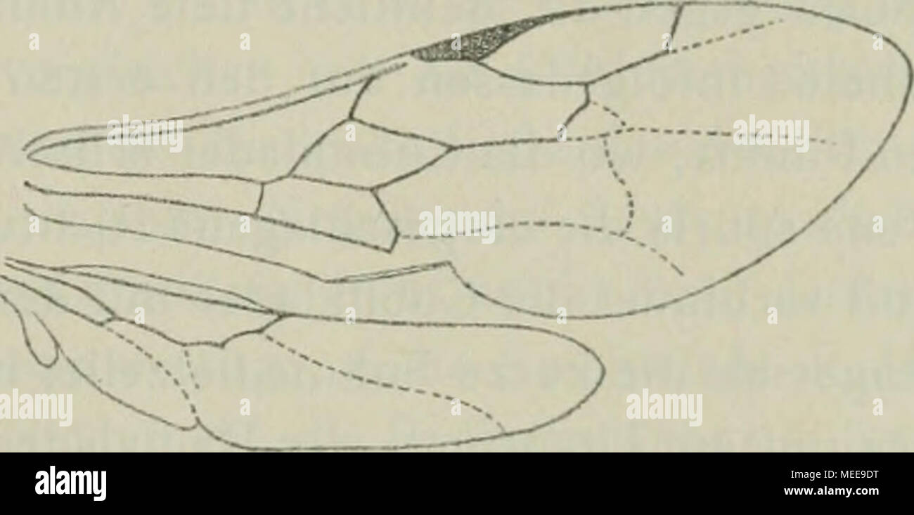 . Die Crabronen der paläarktischen region Monographisch .. . Fig. 3. Flügel von Crabro (EncopognathiisJ Braiteri Kohl 9. unterschiedlicher Ausdehnung wahr. Die Mattheit erscheint hervorgerufen durch eine mikroskopisch feine Punktierung und dichte winzige Behaarung. Solche ovale, flache Seitenflecke zeigen unter den Sphegiden sonst noch die meisten Pliilanthus-ATlen. Flügel (Fig. I—3). Vorderflügel: Pterostigma entwickelt. Radialzelle breit abgestutzt, mit einer Anhangszelle. Der über die Radialzelle hinausragende Teil der Radialader ist entweder gerade oder gebogen, ein Umstand, der auch Unter Stock Photo