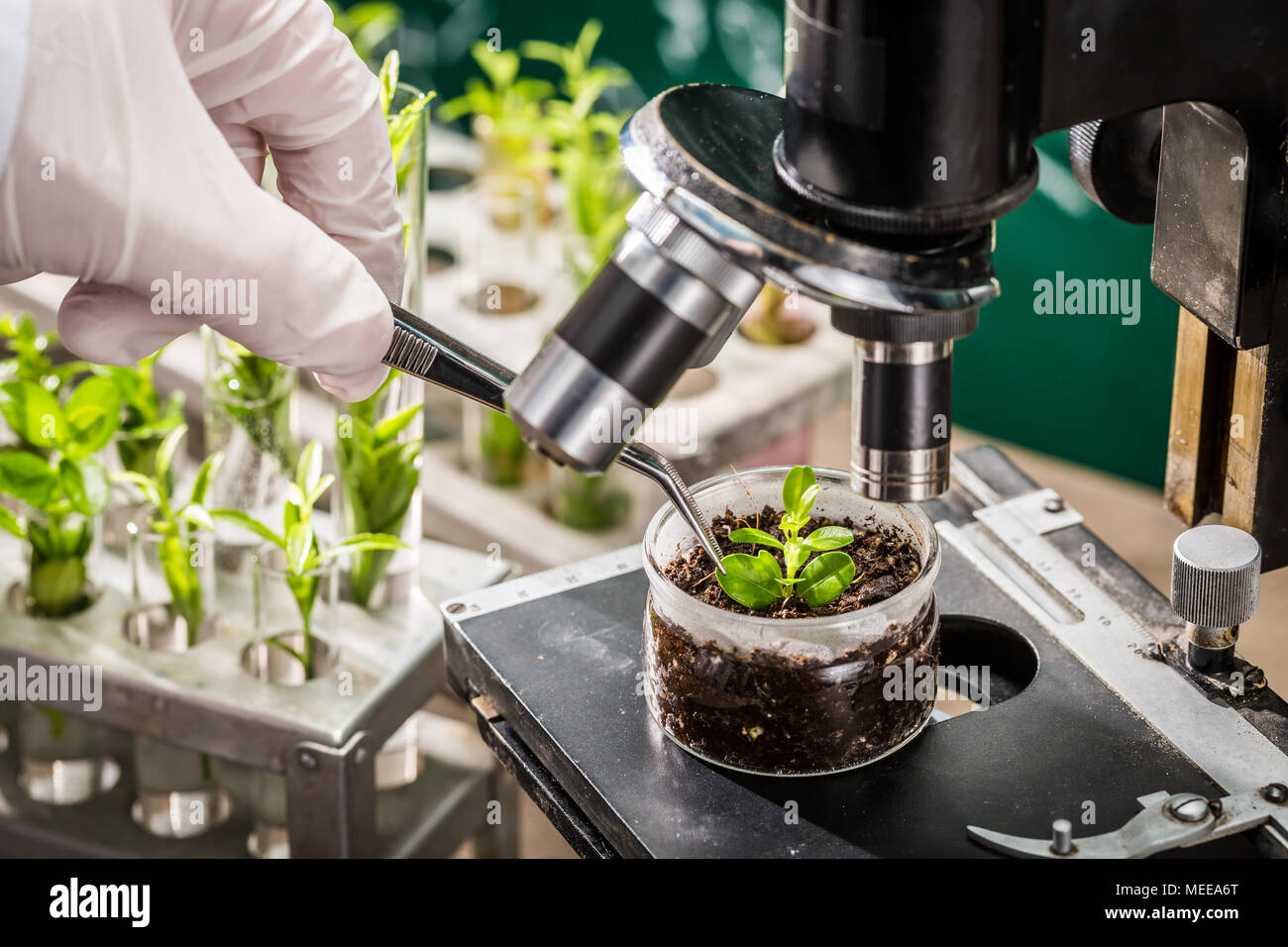 School laboratory exploring new methods of plant breeding Stock Photo