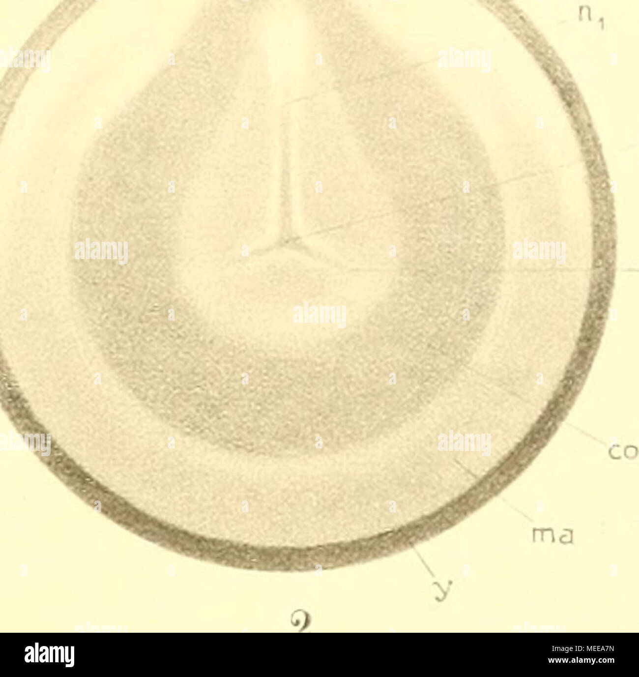 . Die Cephalopoden, I. Teil . y Stock Photo Alamy