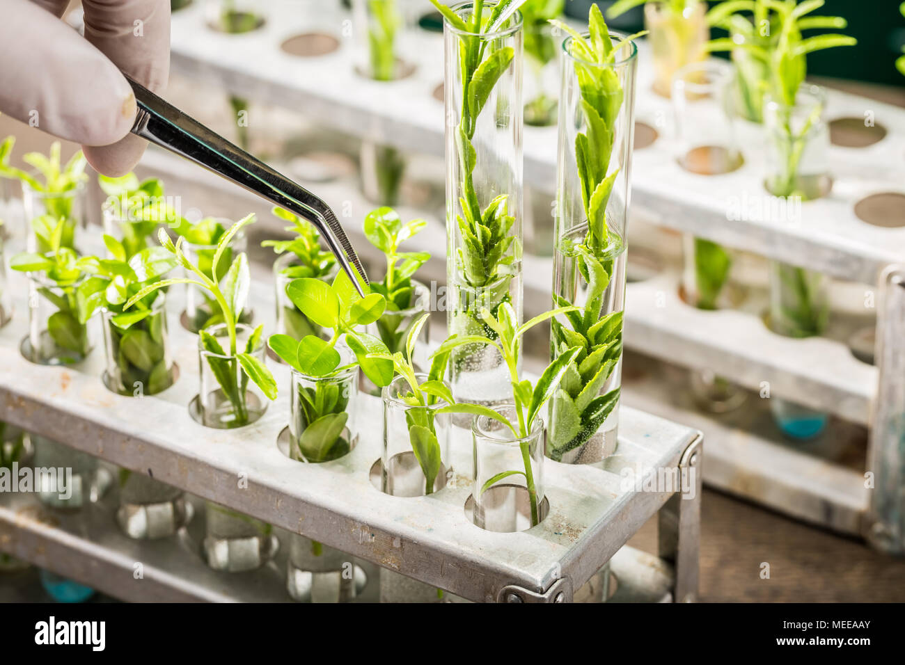 School lab exploring new methods of plant breeding Stock Photo