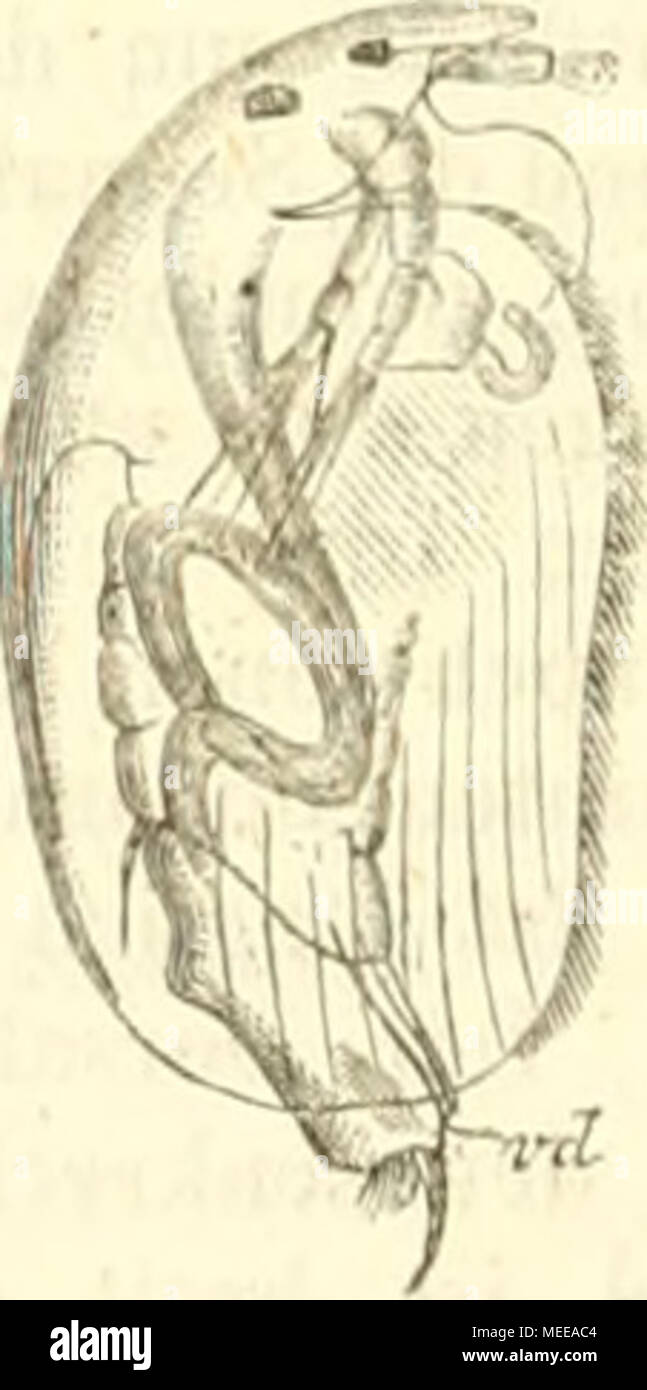 . Die Cladoceren Böhmens . Alona guttata, Sars. — Weibchen. AUma