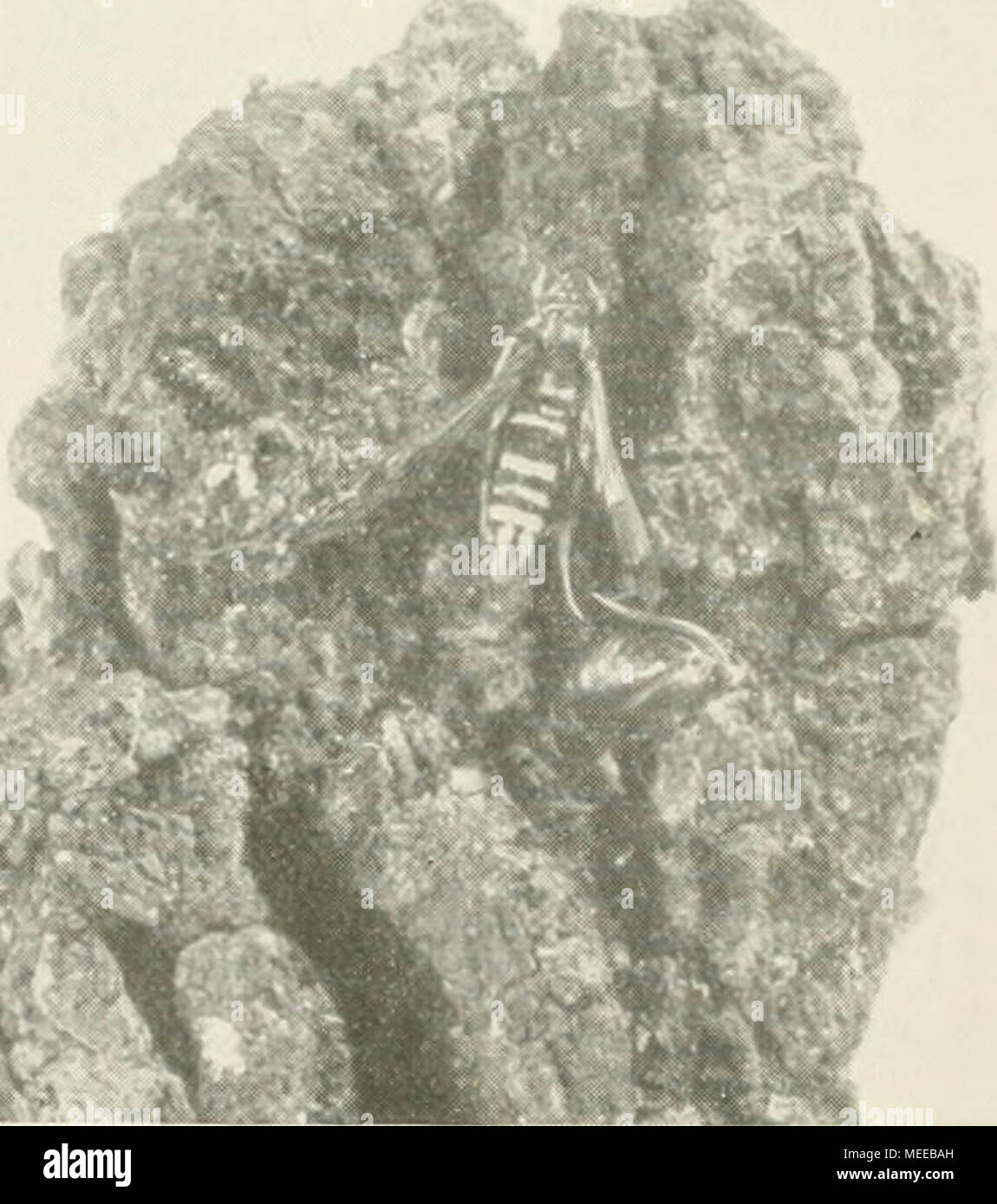 . Die forstinsekten Mitteleuropas. Ein lehr- und handbuch . Abb. 369. Sesia vespijormis L. Abb. 370. Ein Stück Eichenrinde mit i^/iX- vorgeschobener Puppe und Falter von Sesia vespiformis L. griffe der Sesien bleiben. Der Falter legt dann seine Eier (gewöhnlich Juni, Juli) in die Cambialschicht, und die Räupchen fressen sich nach ihrem Aus- kriechen in die Rinde abwärts. Solange sie gesondert bleiben, kann man ihre Stock Photo