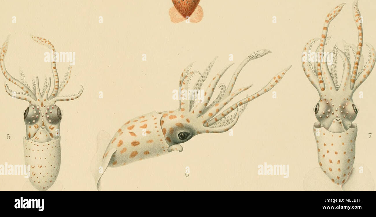 . Die Cephalopoden . i^ 7«/. xr///. / Calliteuthis Hoylei Goodr. 2-4 Calliteuthis reversa Verrill. 5 Calliteuthis juv. 6, 7 Histioteutkis juv. Stock Photo