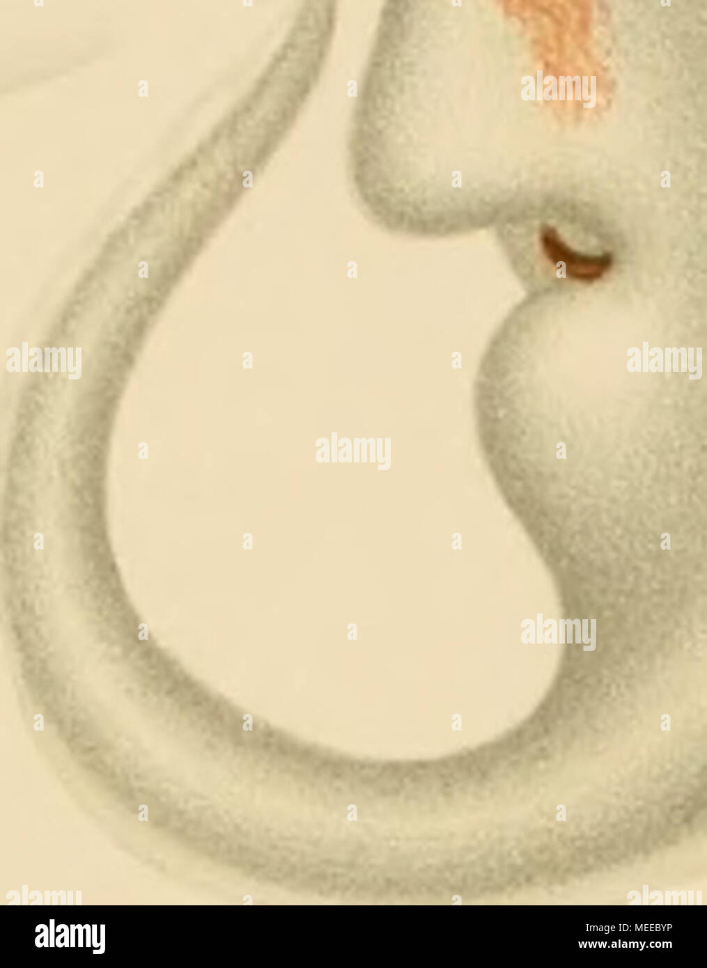 . Die Cephalopoden Stock Photo Alamy