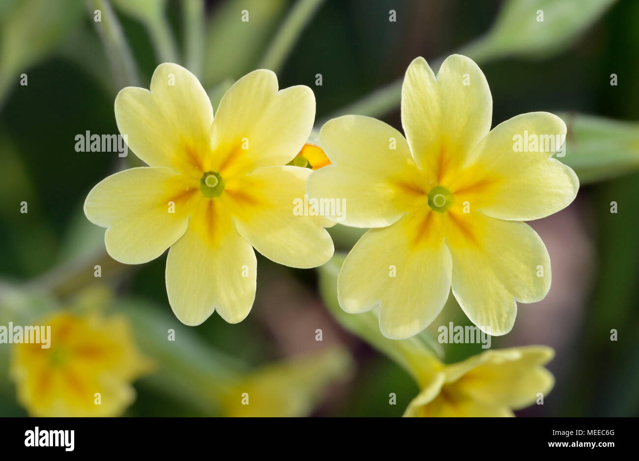 False Oxlip - Primula x polyantha  Natural hybrid of Primrose and Cowslip Stock Photo