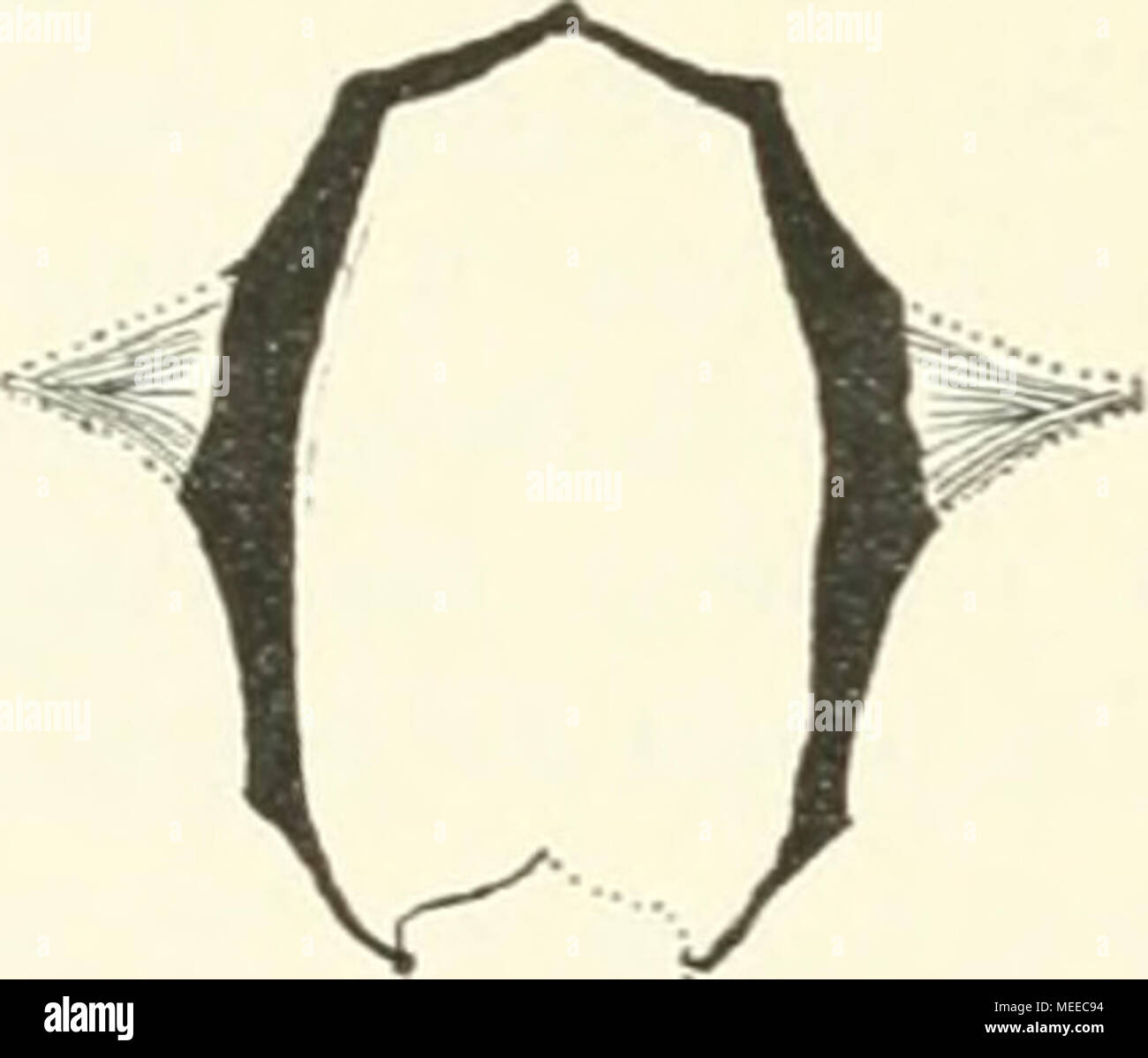 . Die Cephalopodenfauna der Reiflinger Kalke . Balatonites cfr. Ottonis Buch. sp. Reconstruction nach E. v. Mojsisovics: Cephalopod. Medit. Triaspr.. Taf. VI, Fig. i ö. grösste Breite im oberen Theil; der Marginalrand ist schärfer als der Umbilicale entwickelt, der abgestumpft ist und in eine schräg gestellte Nabelwand übergeht. Die Berippung besteht aus groben primären Rippen, welche nach rückwärts flach convex gekrümmt sind und mit knieförmiger Knickung vom Marginalrand aus auf den Convextheil übertreten; sie beginnen am Nabelrand mit einem spitzen, dornartigen Knoten, verschwinden fast voll Stock Photo