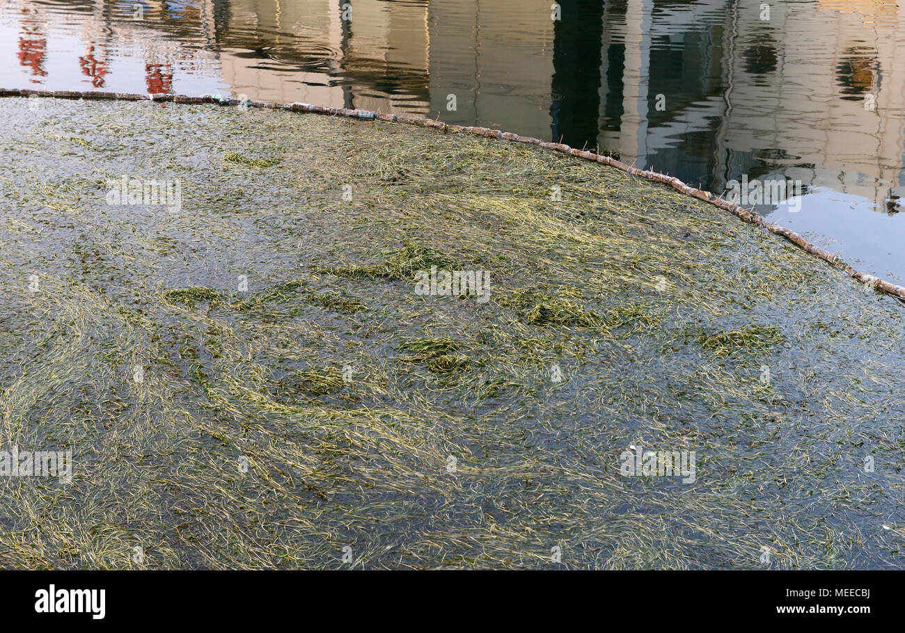 Chaneelised hi-res stock photography and images - Alamy