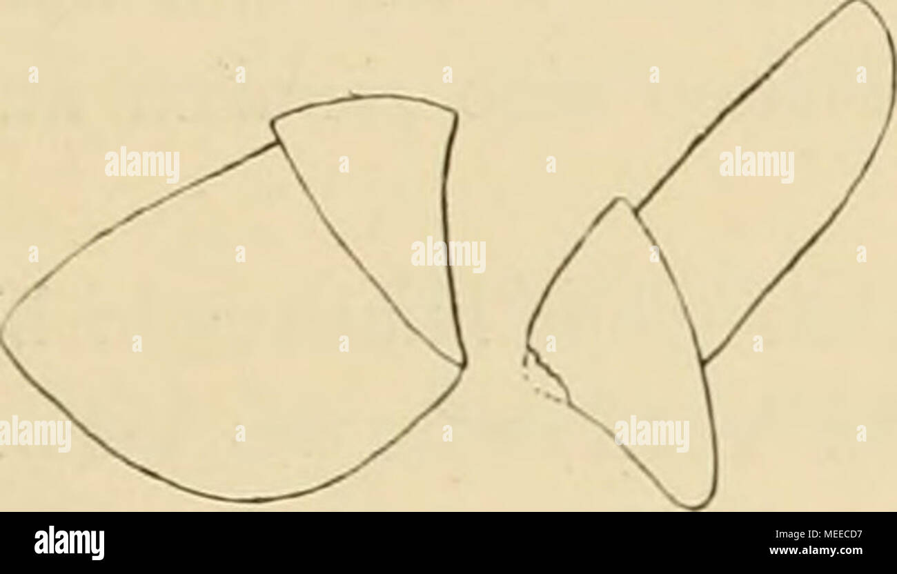 . Die Cephalopoden . Textfig. 55. Eledonella pygmaea. a Oberkiefer, b Unterkiefer. (Seilen- ansicht.) Kadula von Eledonella. Die Kiefer des mir vorliegenden Tieres sind in Textfigur 55 dargestellt; am Schneiderande des Unterkiefers ist eine ähnliche Struktur wahrnehmbar wie bei A/iip/iifirfiis. Die Kiefer sind auf- fallend weich, in der Mitte mit einer wenig vortretenden Spitze. Die Breite der Radula ist schon makroskopisch sehr auffällig (Textfig. 54). Die Ba.sis der Mittelplatte (Textfig. 56) ist breit, vorn schwach konka&quot;, mit einem großen Mittelzahn, an dem nicht selten eine Seitenza Stock Photo