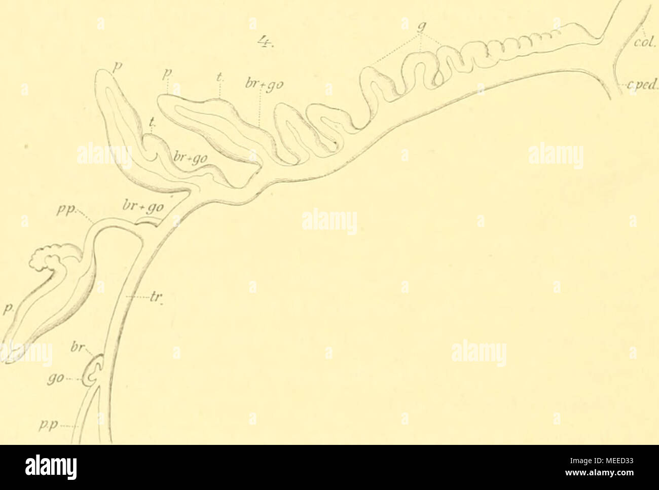 Page 2 C Gracilis High Resolution Stock Photography And Images Alamy