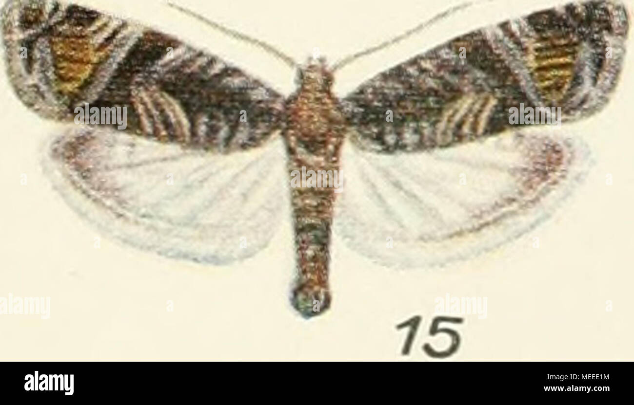 . Die forstinsekten Mitteleuropas. Ein lehr- und handbuch . Tortriciden III r. Kenncl del. 1 Tmctocera laricana ZU. Q. 2 Epiblema nisrricana H. S. ^. 3 E. teiraquetrana IIic. Q. 4 E. penk- leriana i^. i?. 5. 5 E. tedella C7. C^'. 6 E. proximana i/ S. ^. 7 Laspeyresia (Caipocapsa) splendana Hb. 0. 8 L. ijrossana ///&gt;. i. 9 L. amplana Hö. Q. 10 l^. zeheana. jRtsb. ^. 11 L. pactolana Z//. C^. 12 L. duplicana /^//. ^. 1:5 L. coniferana i?/äö. Q. U L. cosmophorana T;-. Q. l^i L- corollana ^/). (^. 16 L. strobileila Z. ^'. 17 Pammene fitnbriana Hu c^. Vergr. 2'jmal. Stock Photo