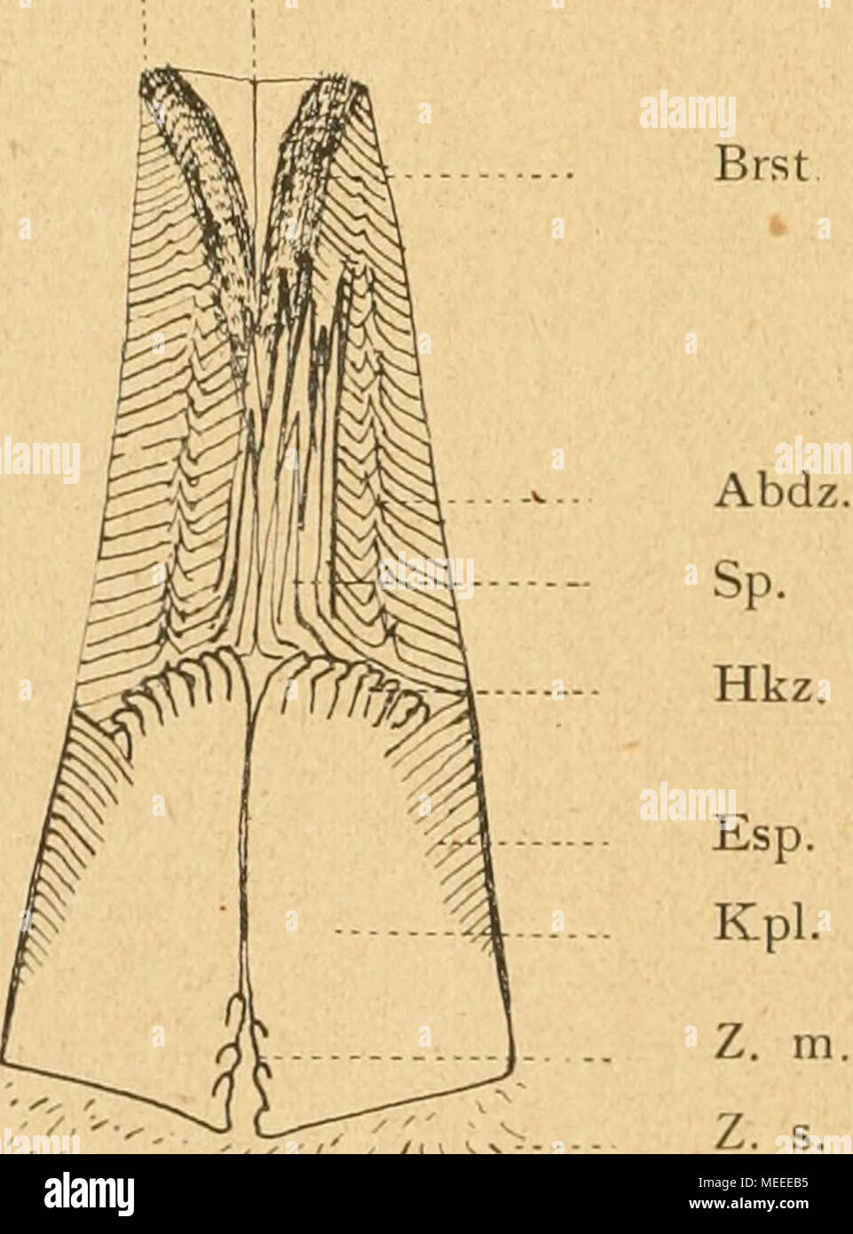 . Die forstinsekten Mitteleuropas. Ein lehr- und handbuch . Abb. 215. Kauapparat von verschiedenen Kaumägen. a Myel. piniperda L., b Cryphalus piceae Rtzb., c Ips typographus L., d Xyloterus signatus F. — Abd. Abdachung, Abdz. Abdachungs- zähne, Erst. Eürsten, Esp. Ersatzsperrborsten, Hkz. Hakenzähne, Kpl. Kauplatte, Kr. Kreuzlinie, Z. m. Zähne am medianen Kauplattenrand, Z. s. Zähne im Sack, Z. u. Zahnreihe im unpaaren. Ansatz. — Aus Nüßlin. sodann kommt es viel darauf an, ob die Flügel an der Basis schmal oder breit, von ein, zwei oder drei Adern gestützt sind, ob das Gelenk in Y^ oder ^/g d Stock Photo