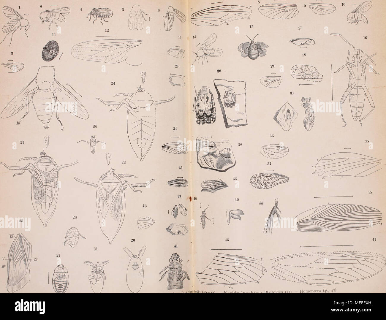 . Die fossilen insekten und die phylogenie der rezenten formen; ein handbuch für paläontologen und zoologen . Jura insekten: Diptera (1-14) - Hemiptem (15-29) - Honioptera (30 J l,,,,t;ieäedis (40-44).   Kreide Insekten: Blattoidea (45) -- Honioptera (46, 47)- -i^^ Stock Photo