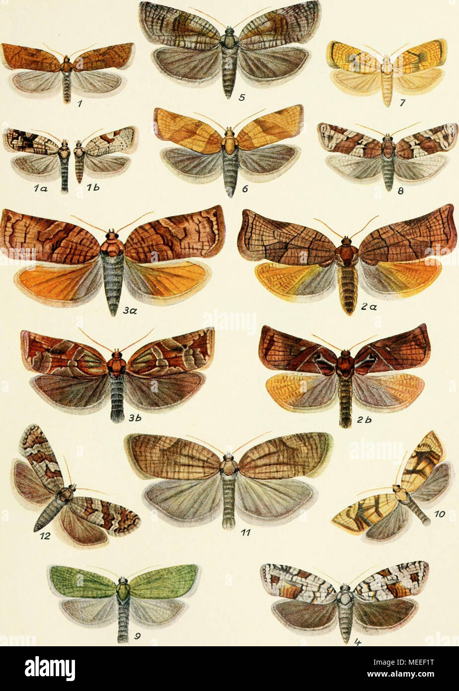 . Die forstinsekten Mitteleuropas. Ein lehr- und handbuch . Tortriciden I ^ i^&quot;^nel del. 1 Acalla fcrrueana Tr. lau. b (S u. Q Varietät 2a u. b Cacoccia podana Sc. ß u. cf. /!a u. b C. picoana L- Qv. r^. 4 C. histrionnna Froel. Q. 5 C. murinana Hb. &amp;;. 6 Pandemis ribeana Hb. U- 7 Torlrix forskaleana L. &amp;'. 8 T. politnna Hic. £. 9 T. viridana L. cf- 1&quot; T. loefflingtana L. d- 11 T. viburniana Schiff, cf- 1'-' T. wahlbomiana L. ^. Vergr. 2'jmal. Stock Photo