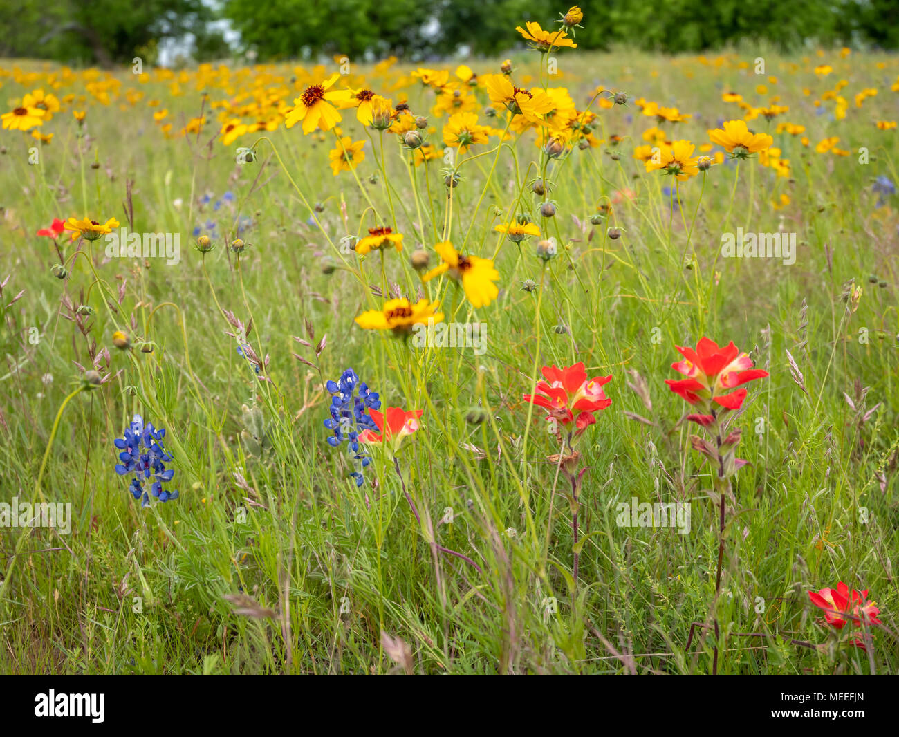 Red, Blue and Yellow Wild Flowers on Green Hill in Texas Stock Photo