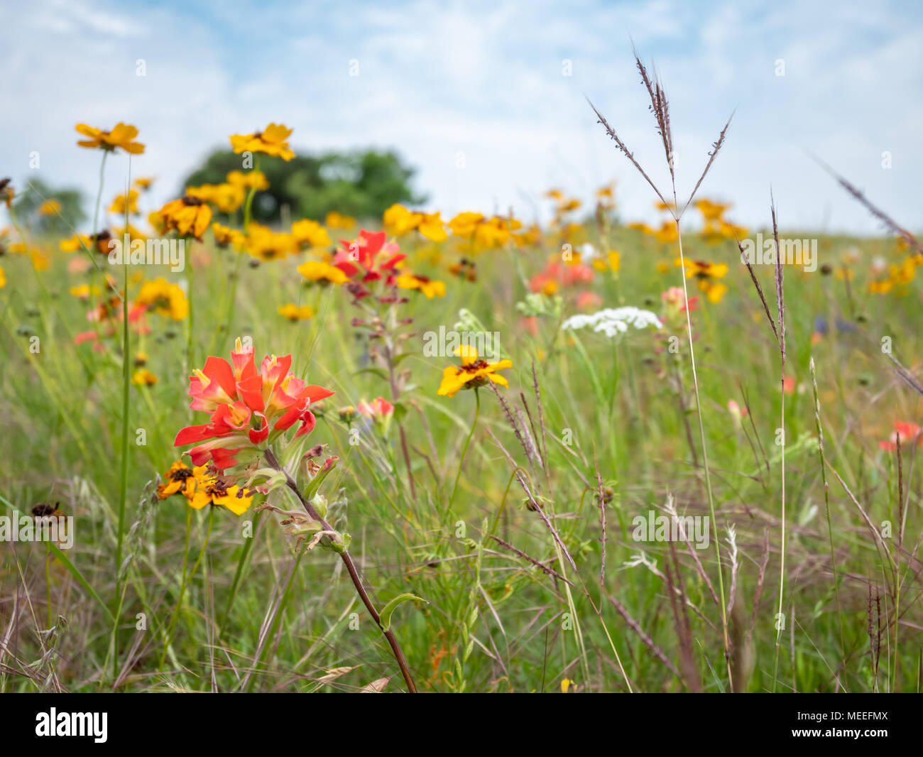 View of Various Colorful Wild Flowers with Tall Green Grass with Cloudy Blue Skies in the Background Stock Photo