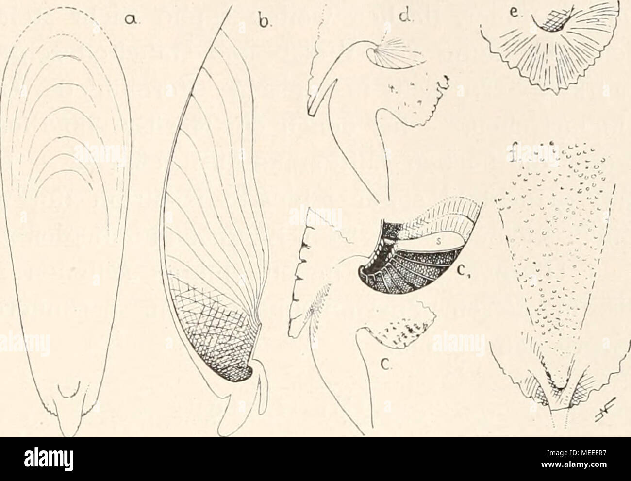 . Die fossilen Tintenfische; eine paläozoologische Monographie . Sonderheiten: Die Schulpe sind stark gewölbt, auch im Querschnitt, und zwingen dazu, eine lateral zusammengedrückte Gestalt des Tieres, gegenüber der dorsoventral mehr oder weniger abgeplatteten der Euscpiinae anzunehmen. Darin standen sie offenbar den anderen Sepioiden noch näher und man wird auch die spezielle Form der Ven- tralarme, die bei Sepia mit der Mantel- form in Zusammenhang steht (Fig. 31), Fig. 34. Das Fragment der Fig. 30, },},c—d, von hinten betrachtet. / Stelle des reduzierten Capitulum (Fig. 32 a), 2 Rest der Ven Stock Photo