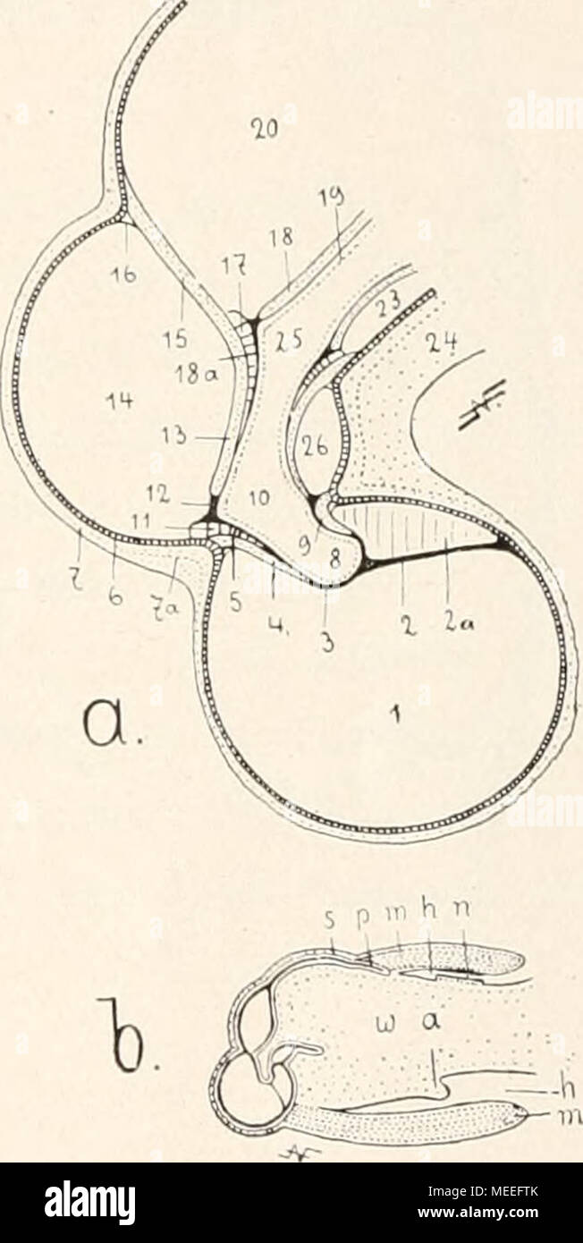 . Die fossilen Tintenfische; eine paläozoologische Monographie . thel