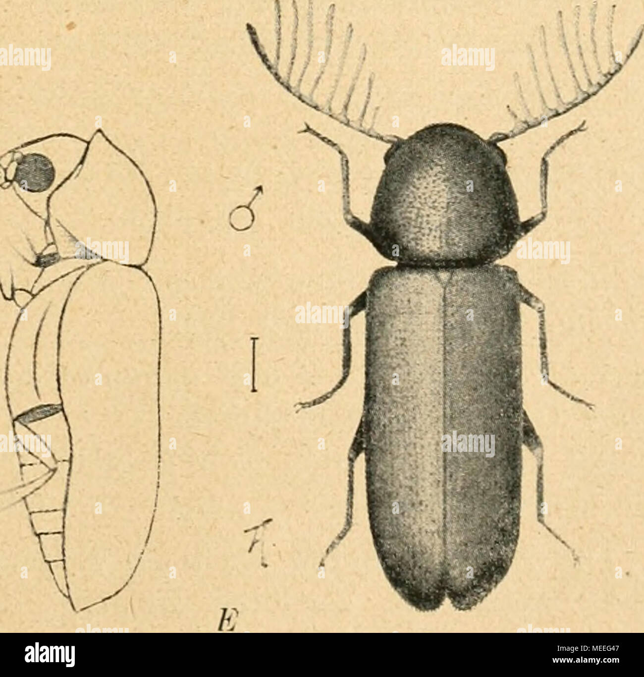 . Die forstinsekten Mitteleuropas. Ein lehr- und handbuch . Abb. 91. Verschiedene Anobien, A Anobium pertinax L., ß Anobium striatum Ol., C Anob. (Emobius) moile L., D Anob. (Xestobium) rufovillosum Dg., E Ptilinus pectinicornis L. — Nach Kemner. Stock Photo