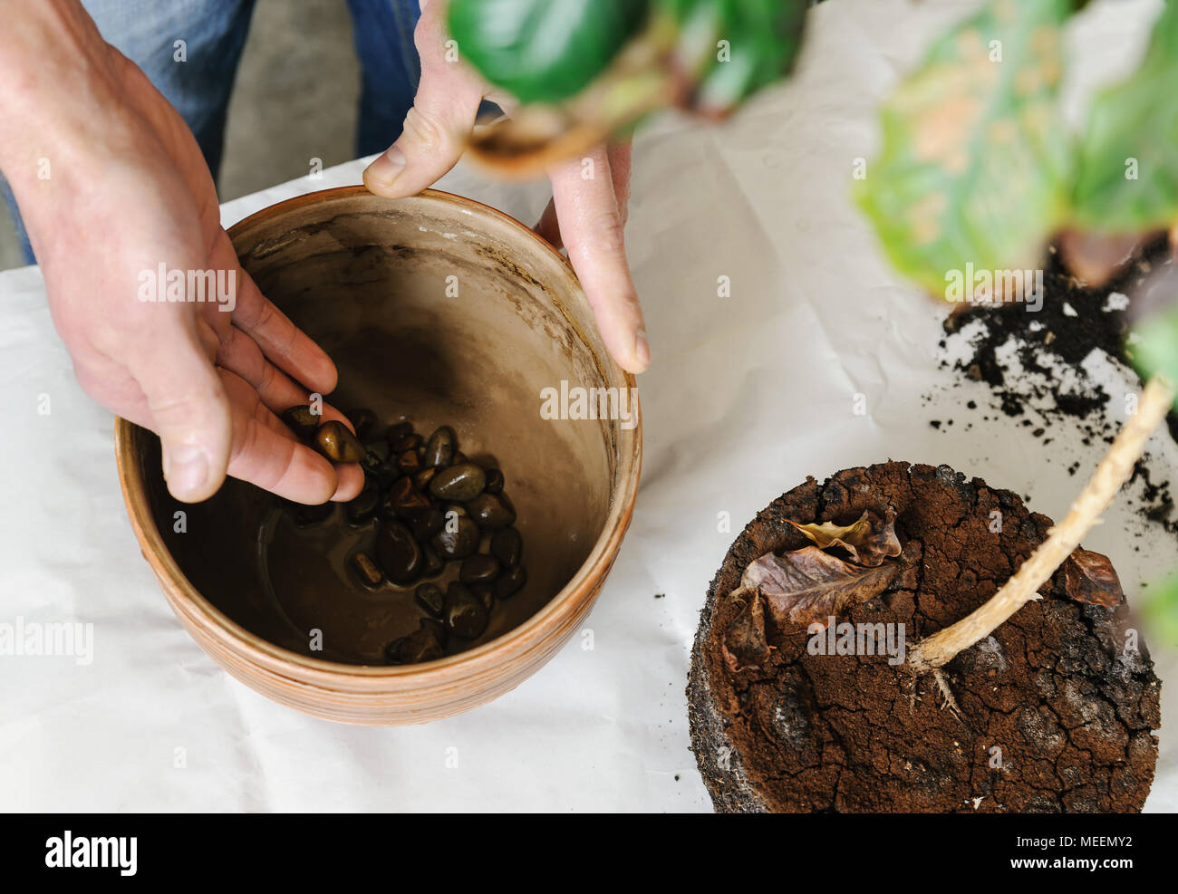 Replanting houseplant. A man puts stones on the bottom of the pot for
