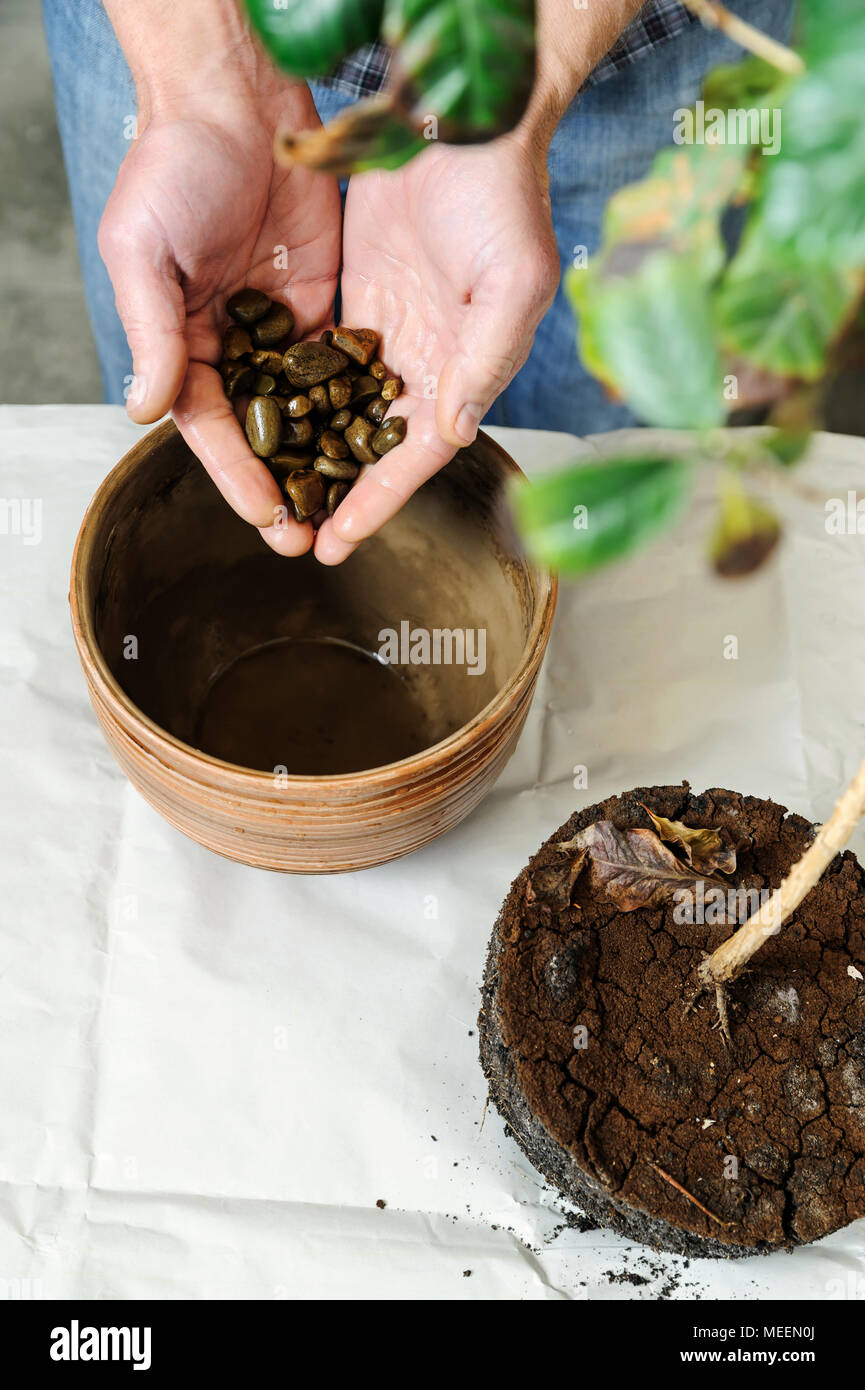 Replanting houseplant. A man puts stones on the bottom of the pot for