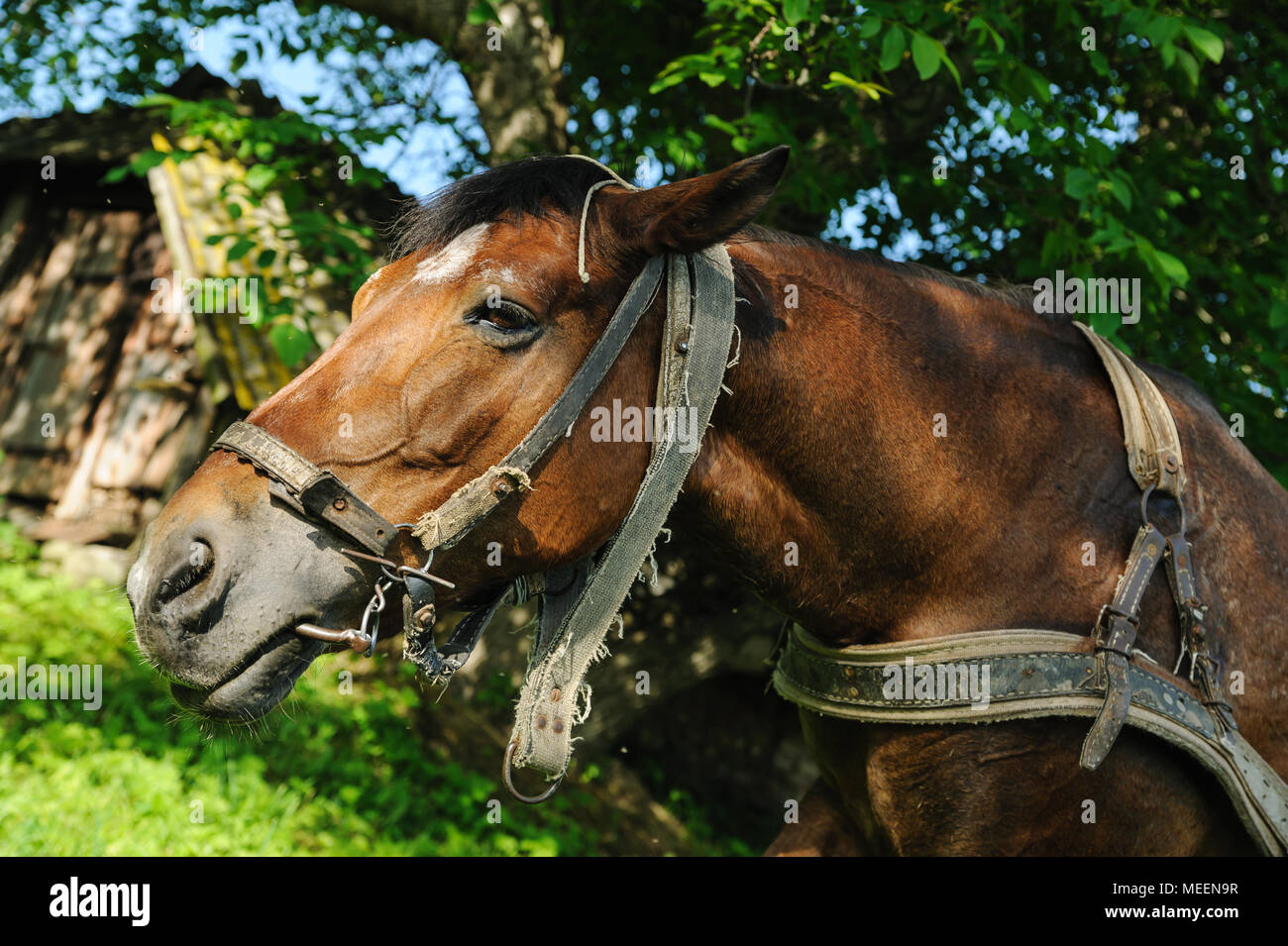Leather harness hi-res stock photography and images - Alamy
