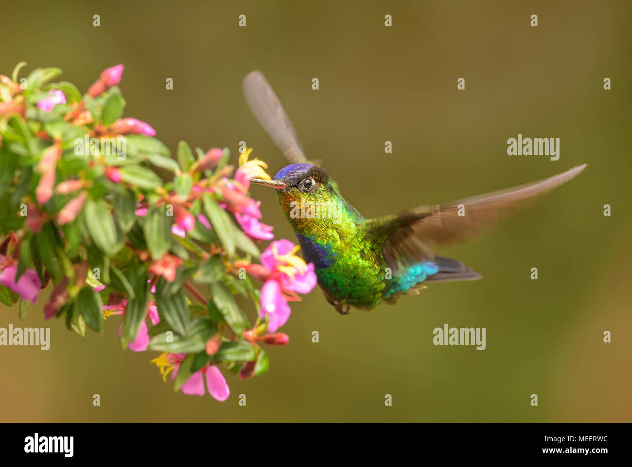 Fiery-throated Hummingbird - Panterpe insignis, beautiful colorful  hummingbird from Central America forests, Costa Rica. Stock Photo