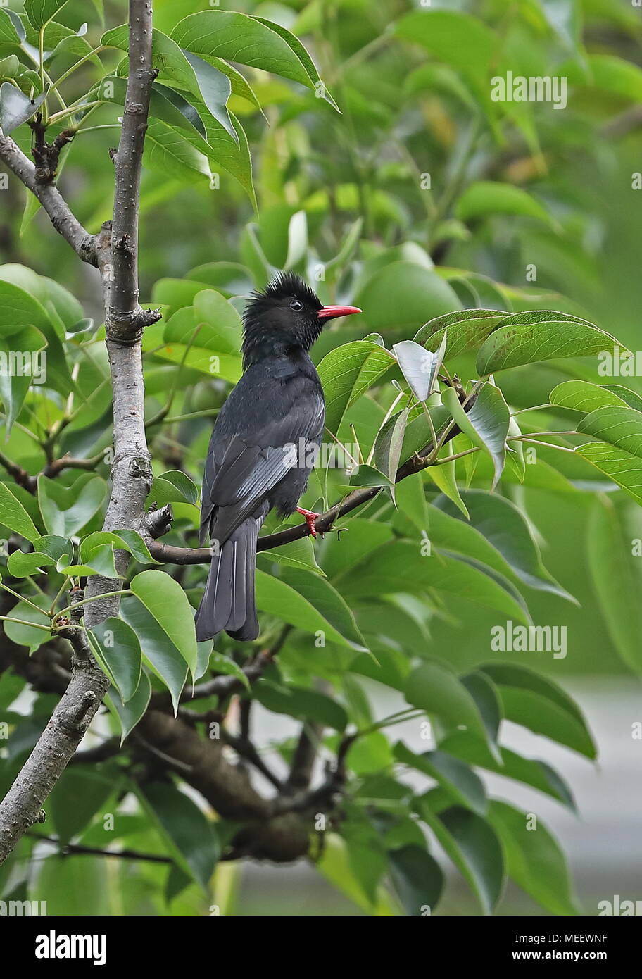 Black Bulbul  (Hypsipetes leucocephalus nigerrimus) adult perched on branch  Alishan;  Taiwan               March Stock Photo