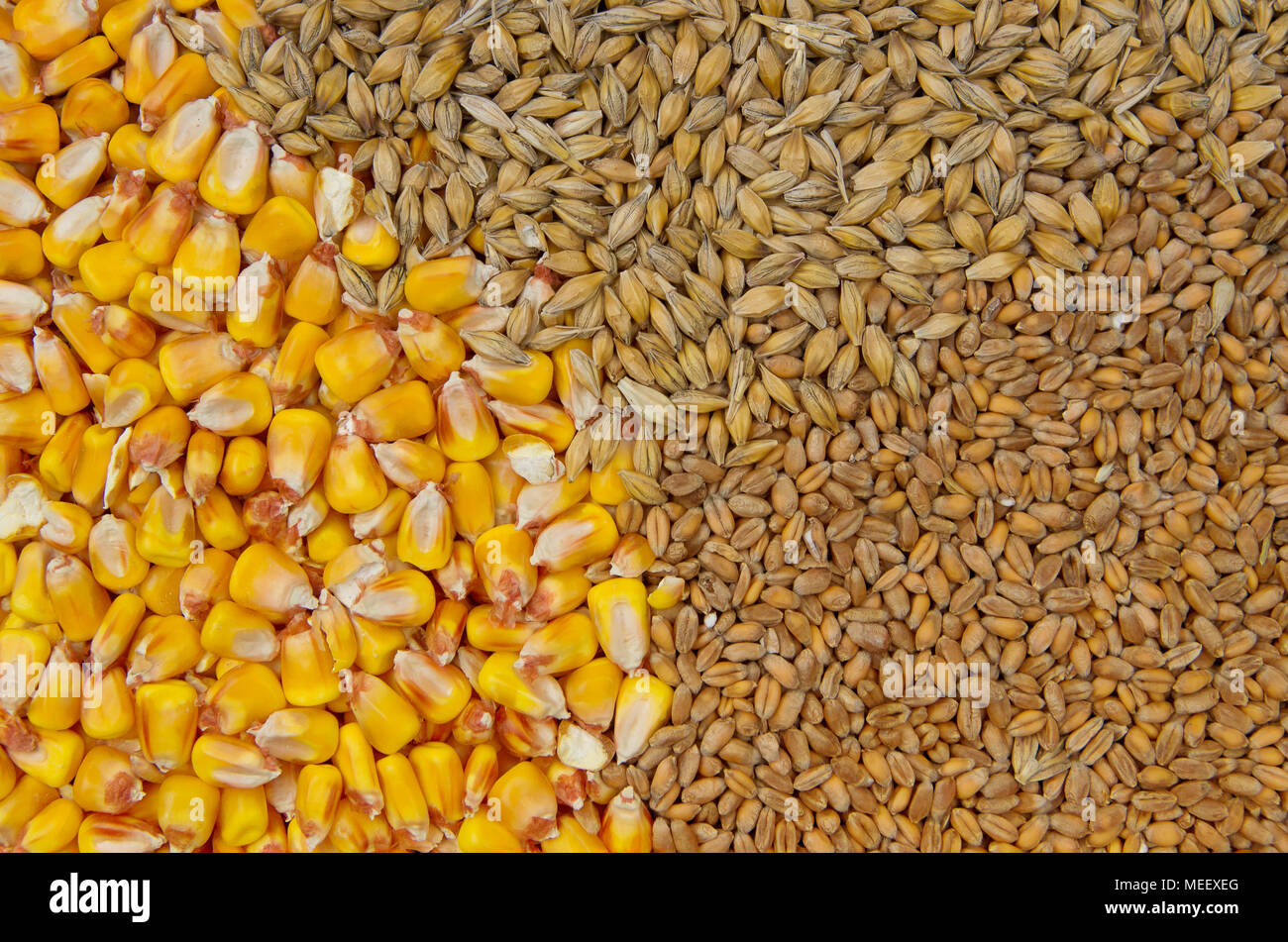 Cereals - wheat, barley and maize Stock Photo